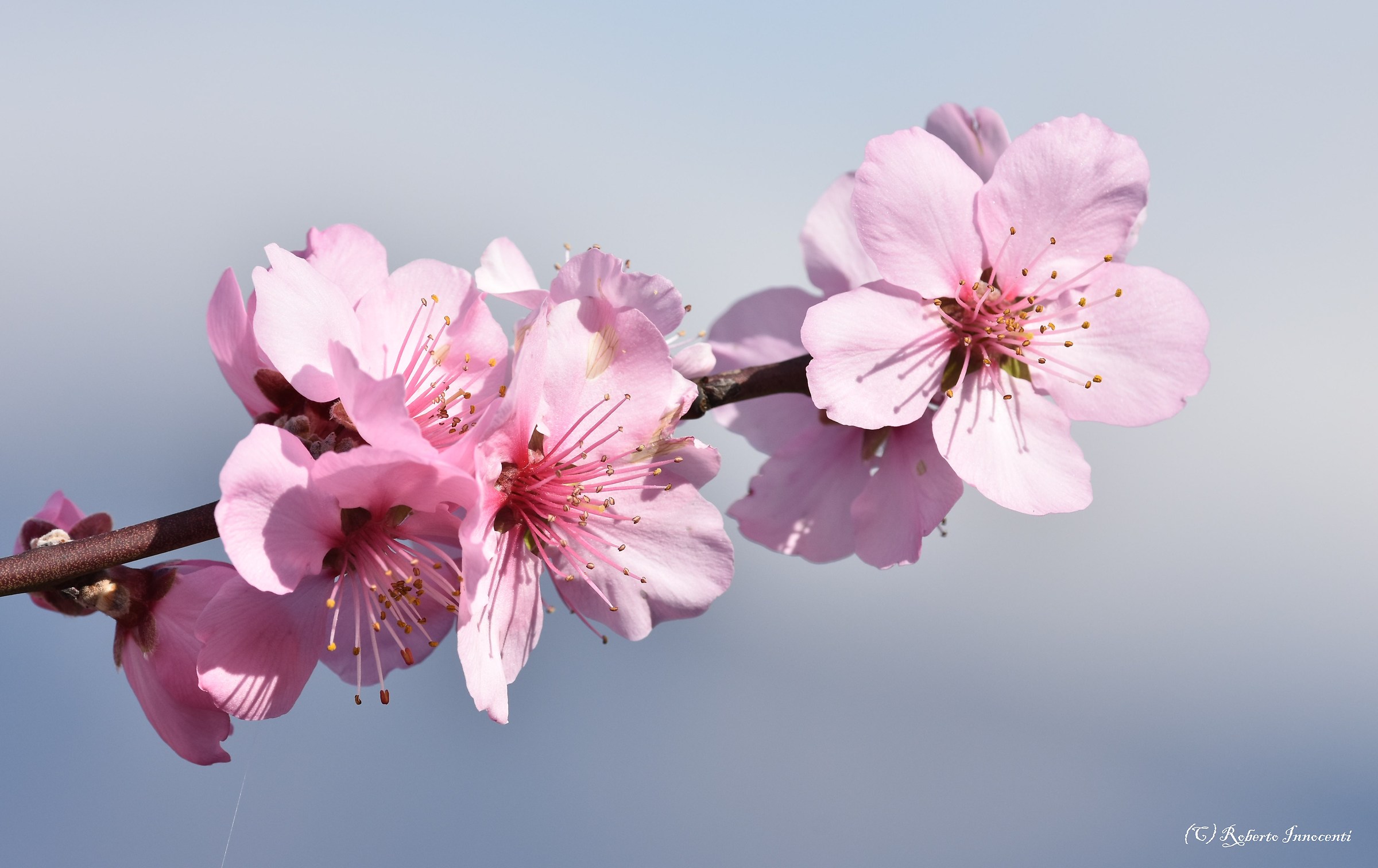 pink flowers of peach blossoms....