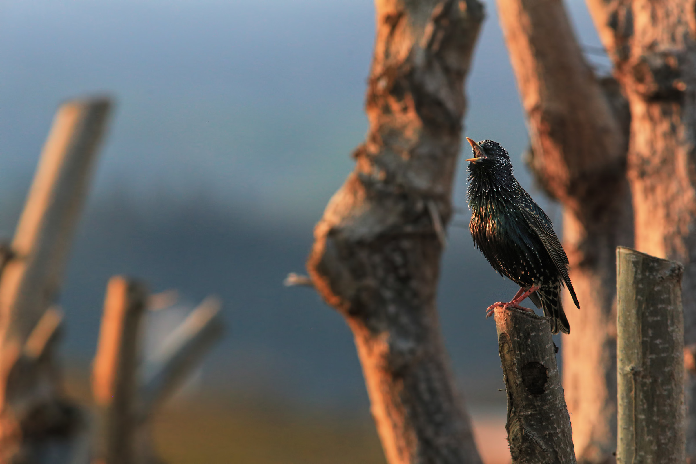 Common Starling at sunset...