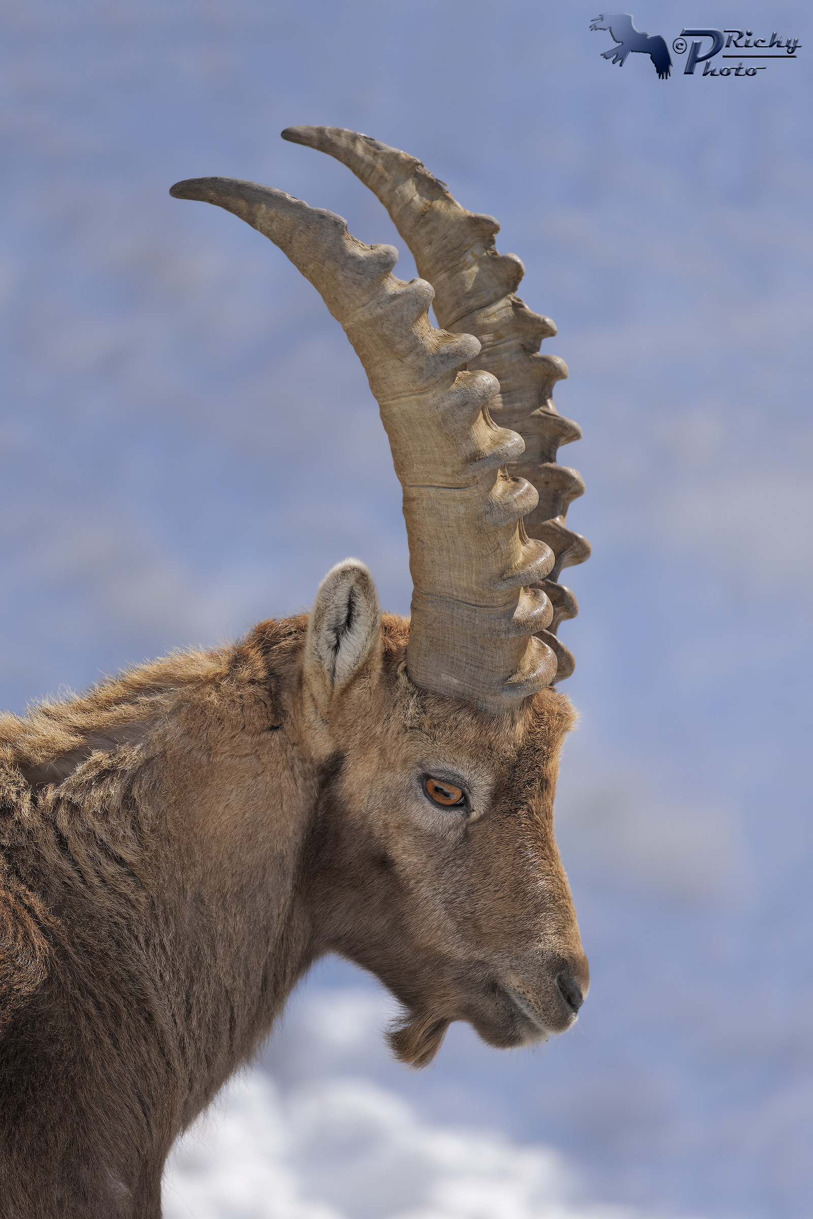 Portrait of the Ibex...