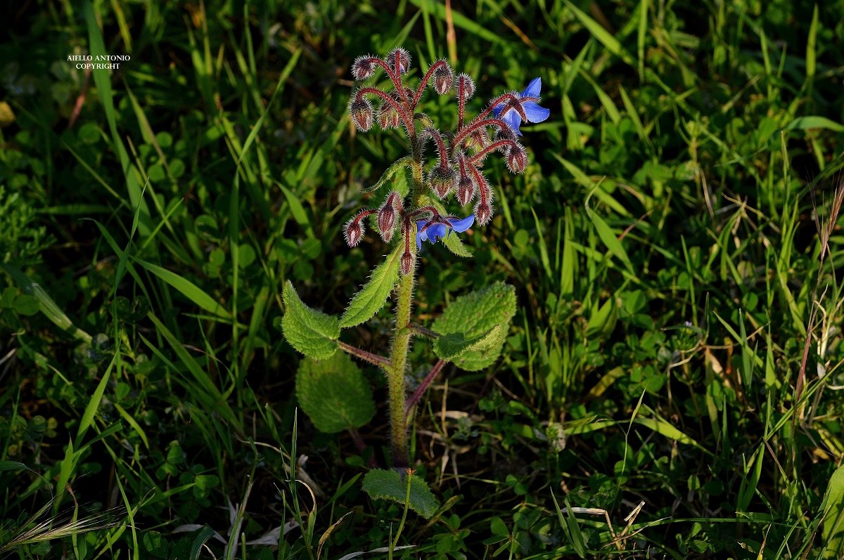 Borago officinalis...