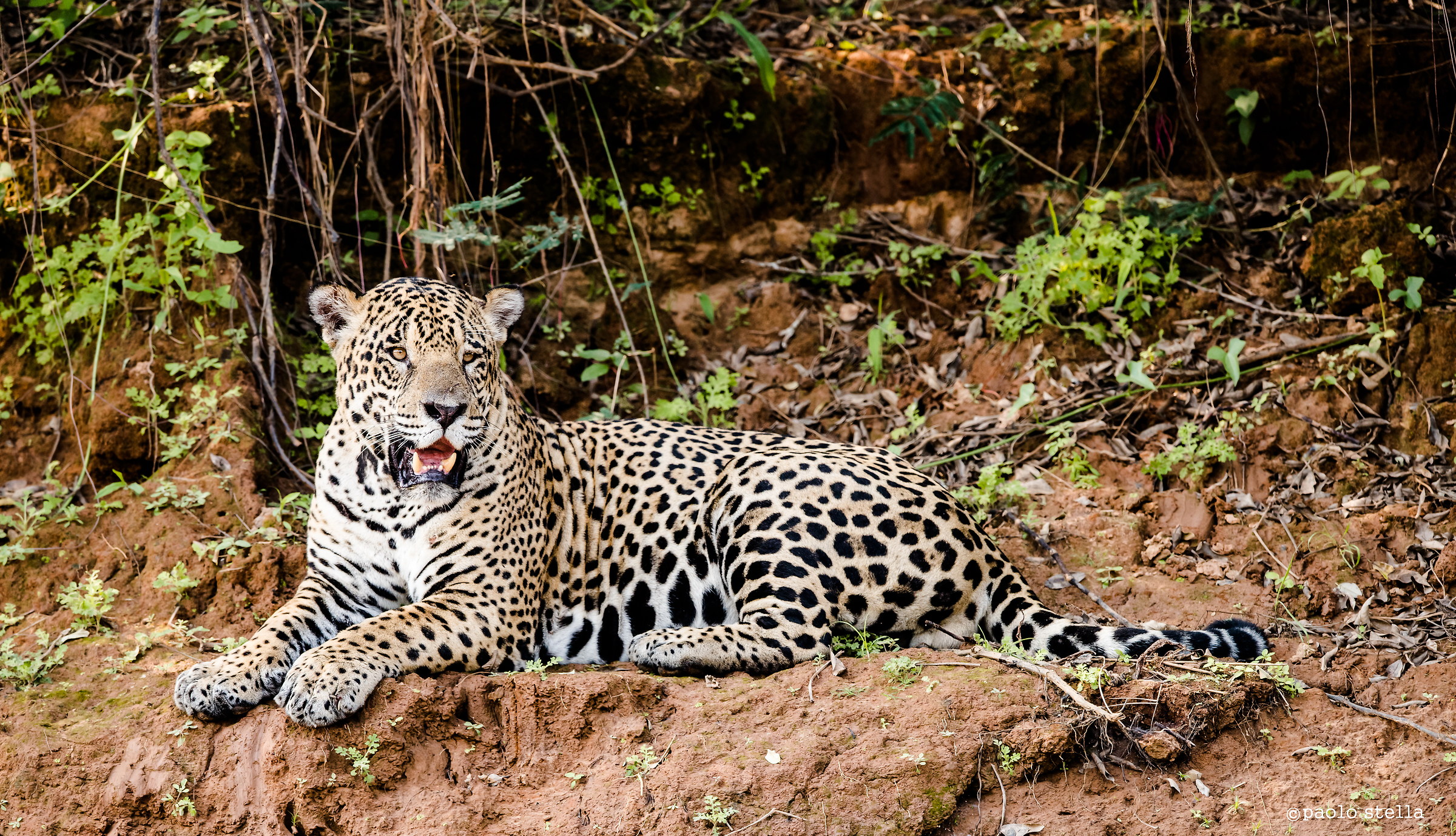 Il giaguaro, Re del Pantanal...