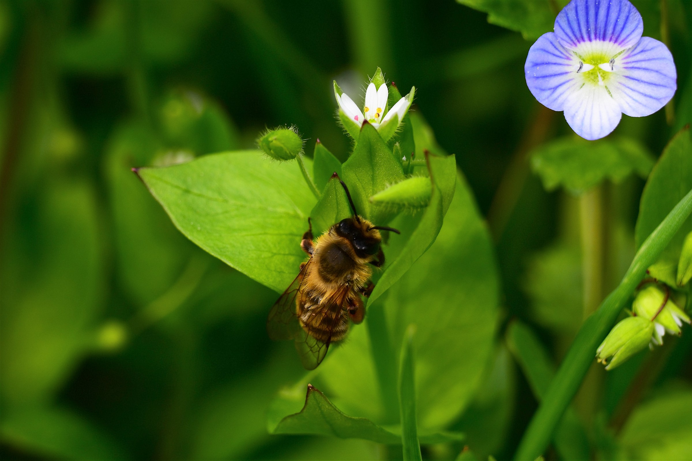 chilled Bee...