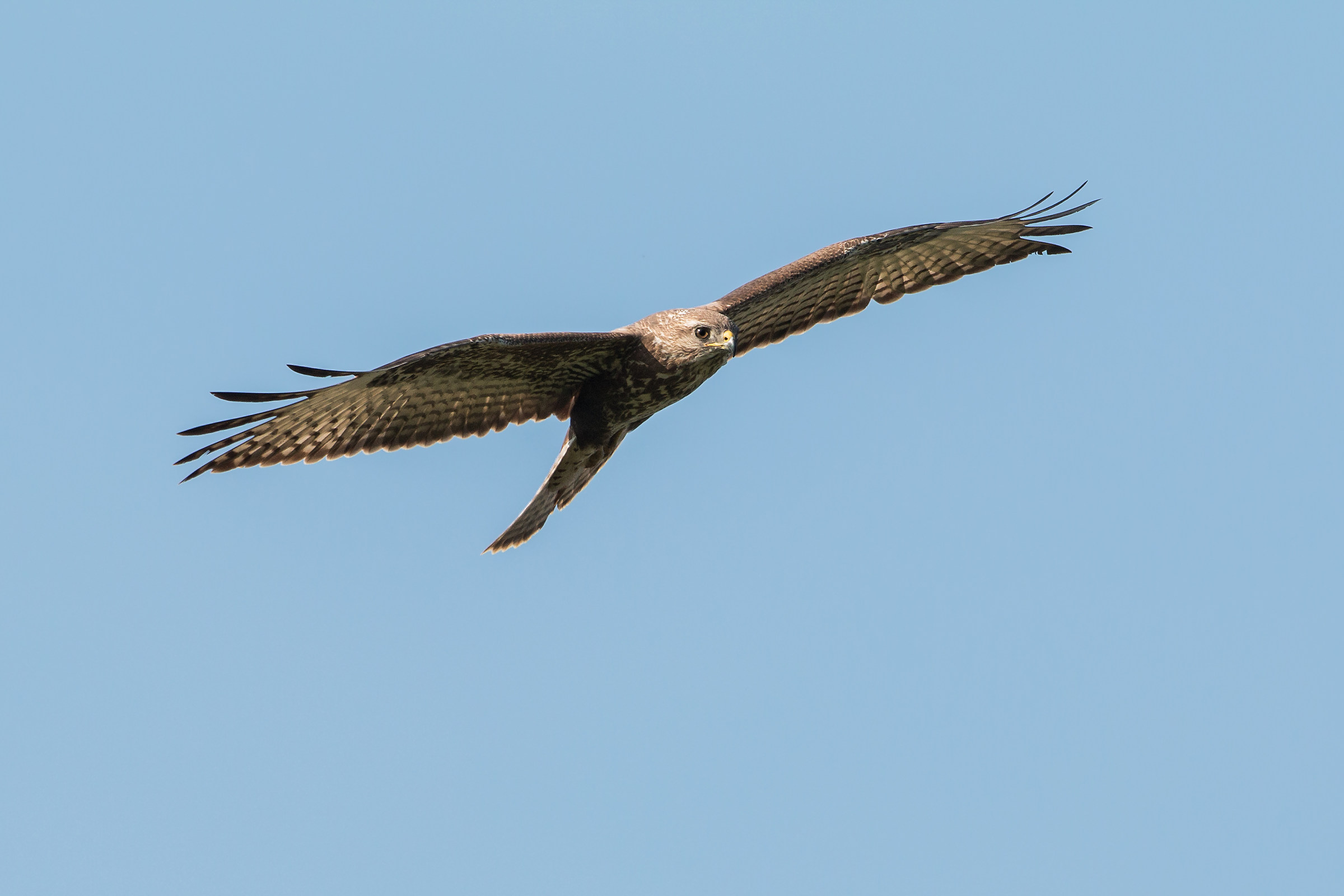 buzzard...