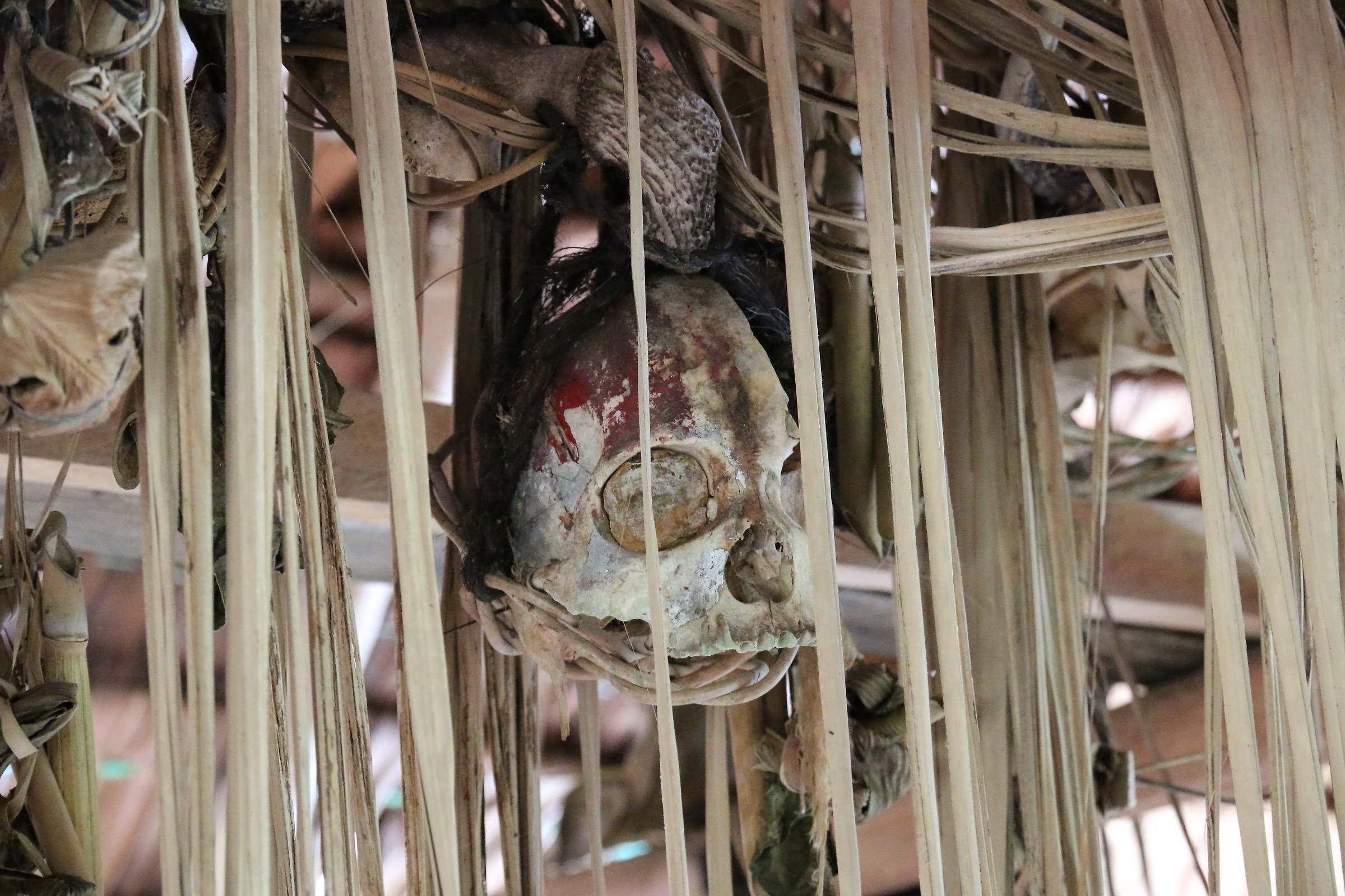 Real skull...