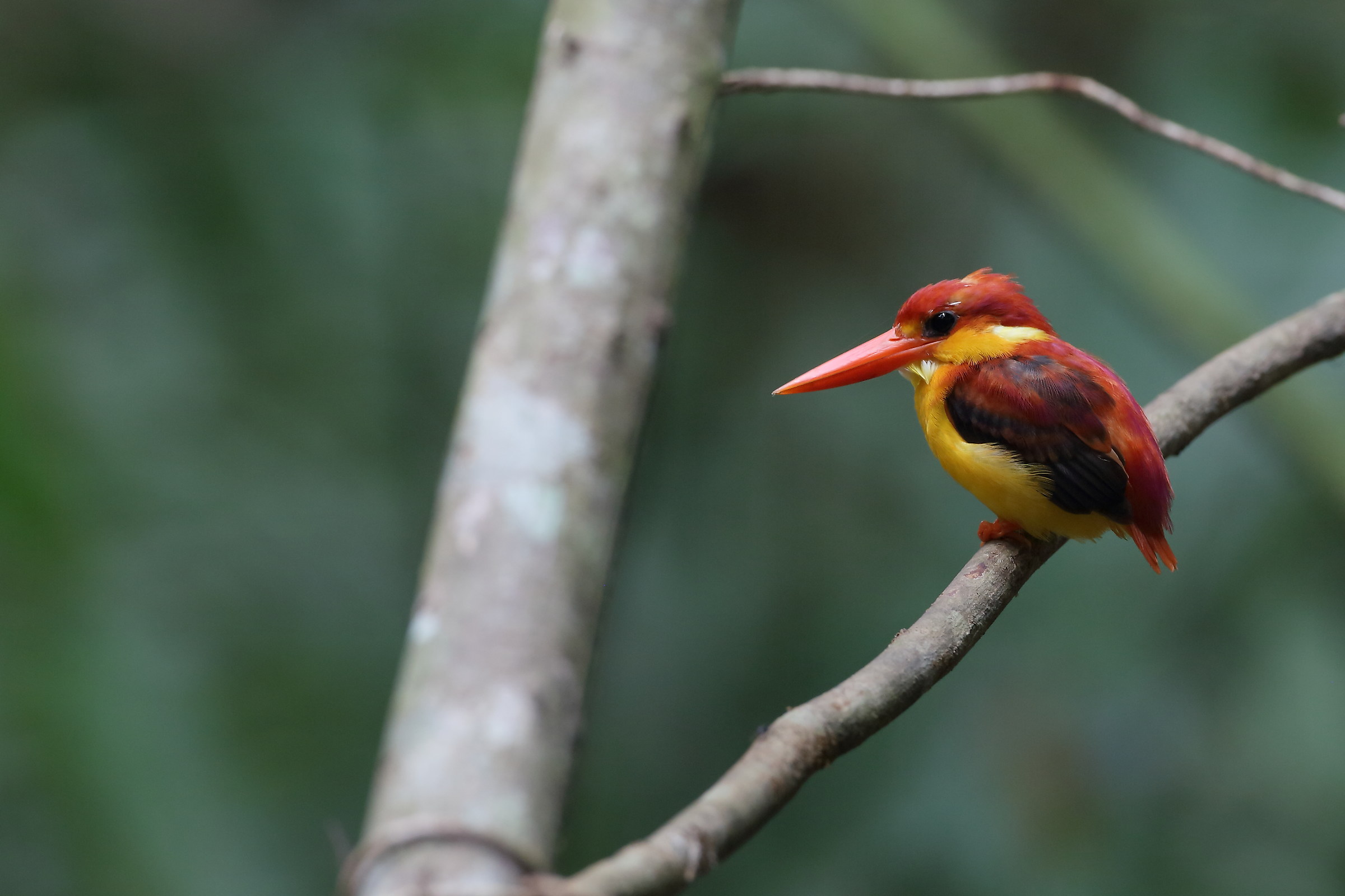 Rufous-backed Kingfisher...
