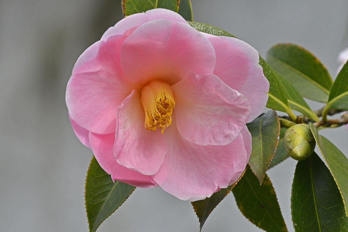 camellia...