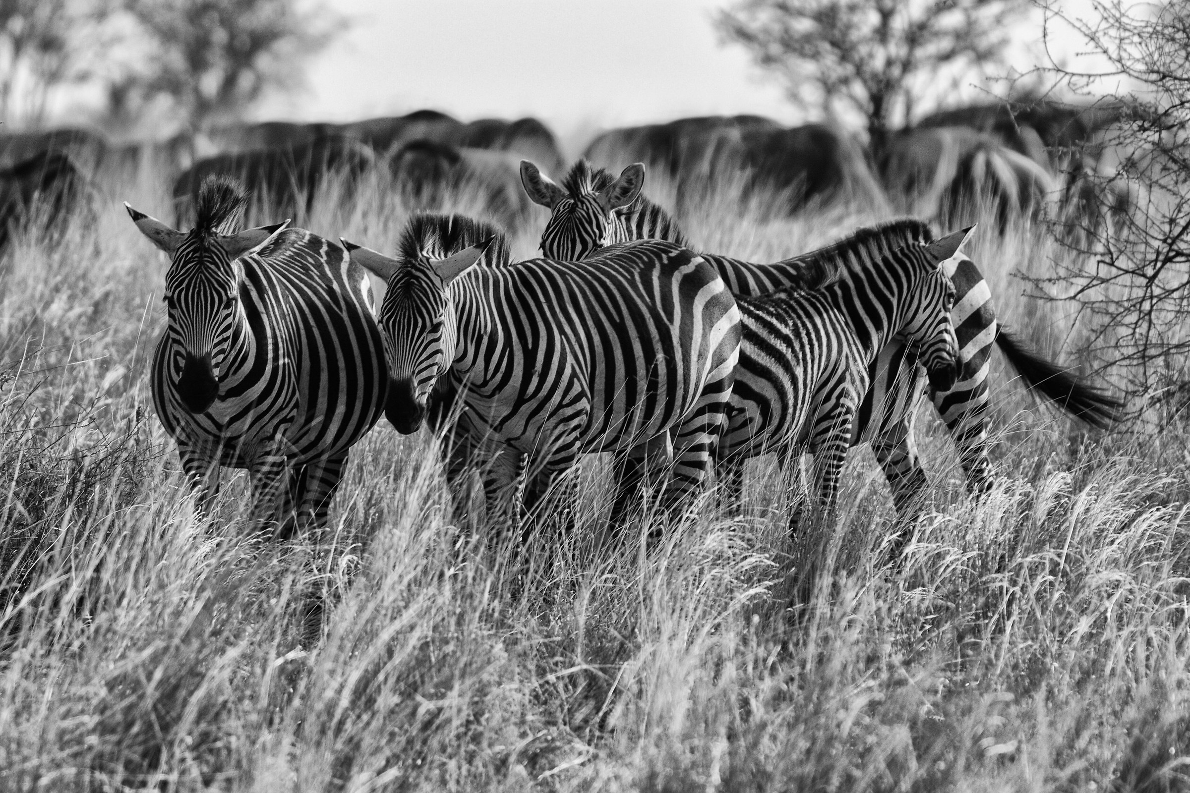 Zebre (Tanzania)...