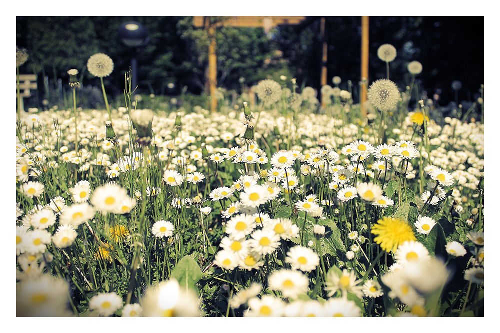 The flowery field...
