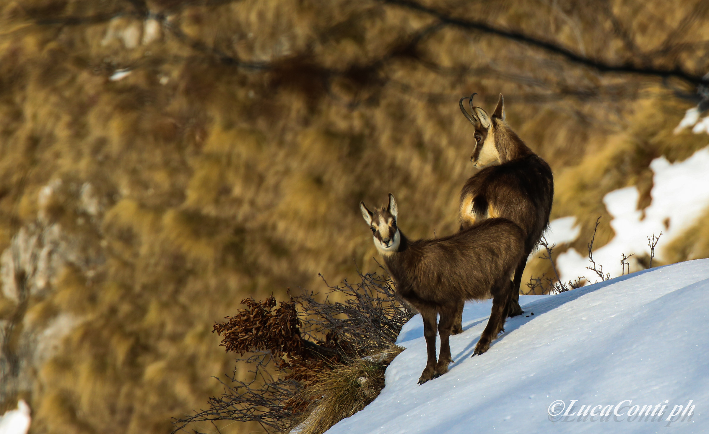 Alpine chamois (rupicapra rupicapra...