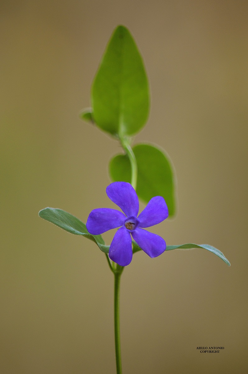 Vinca...