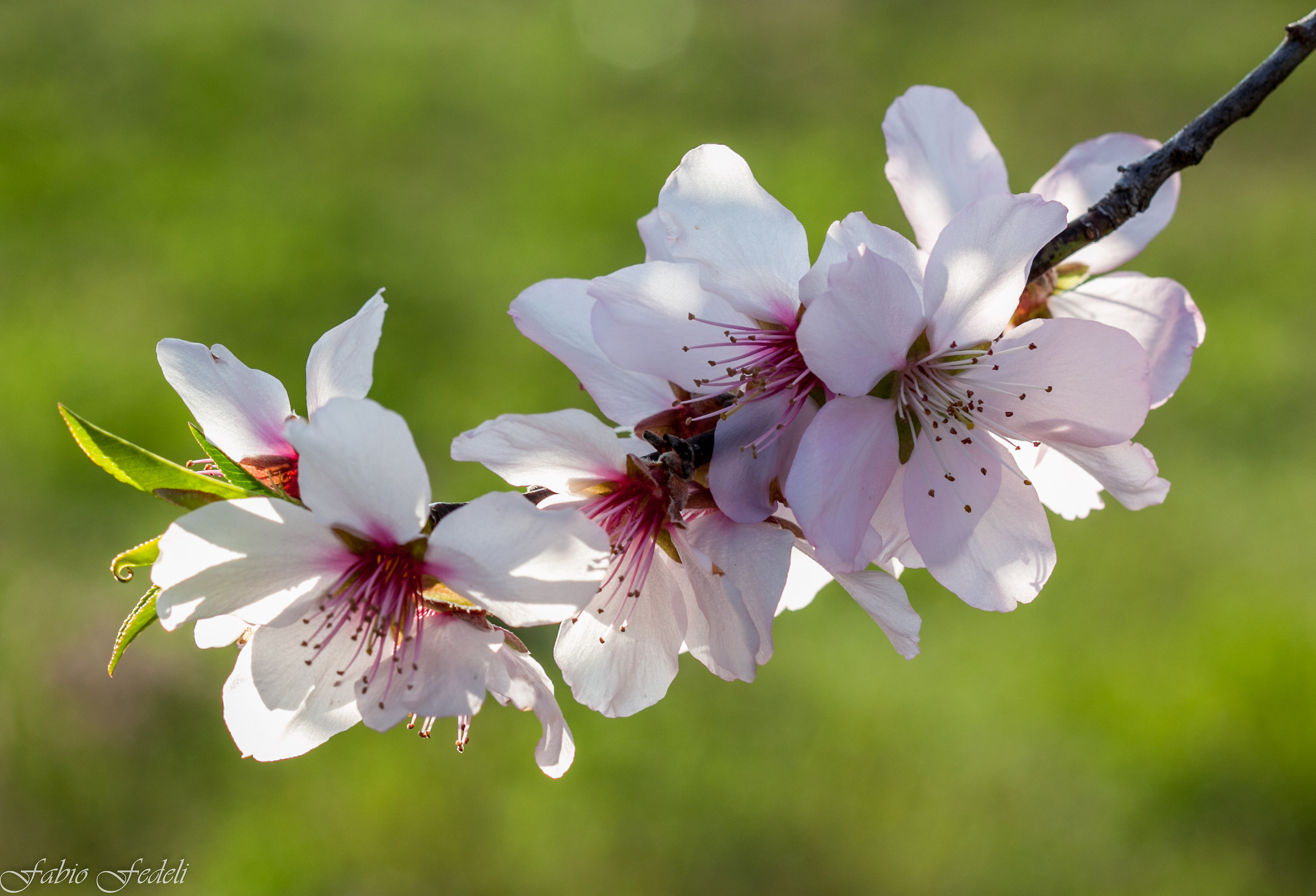 Almond flowers...