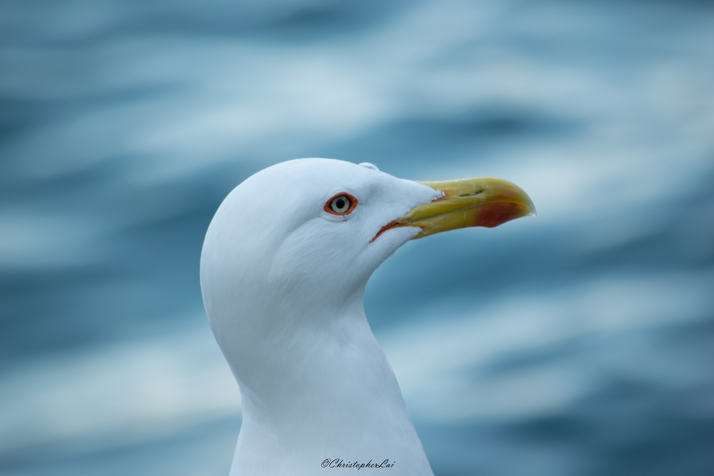 The beauty of the seagull...