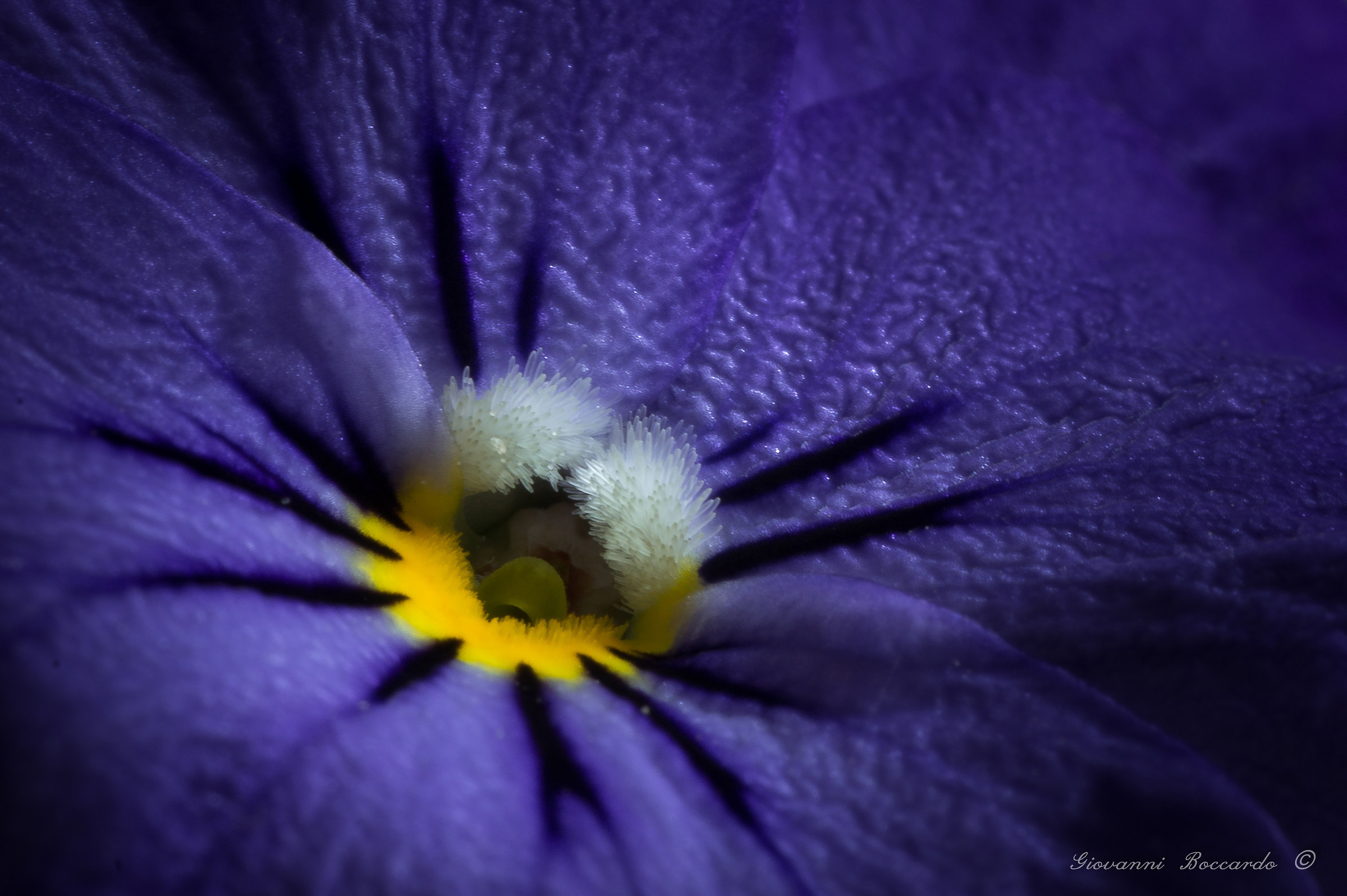 small details of a violet...