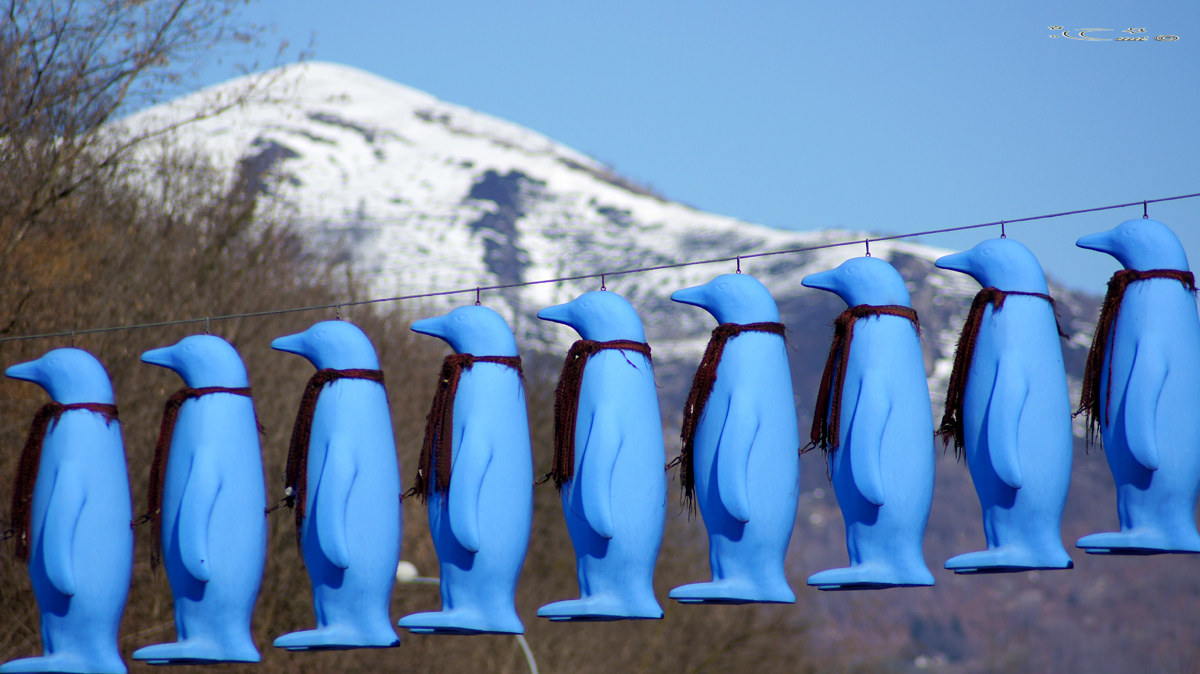 The penguins in Biella...