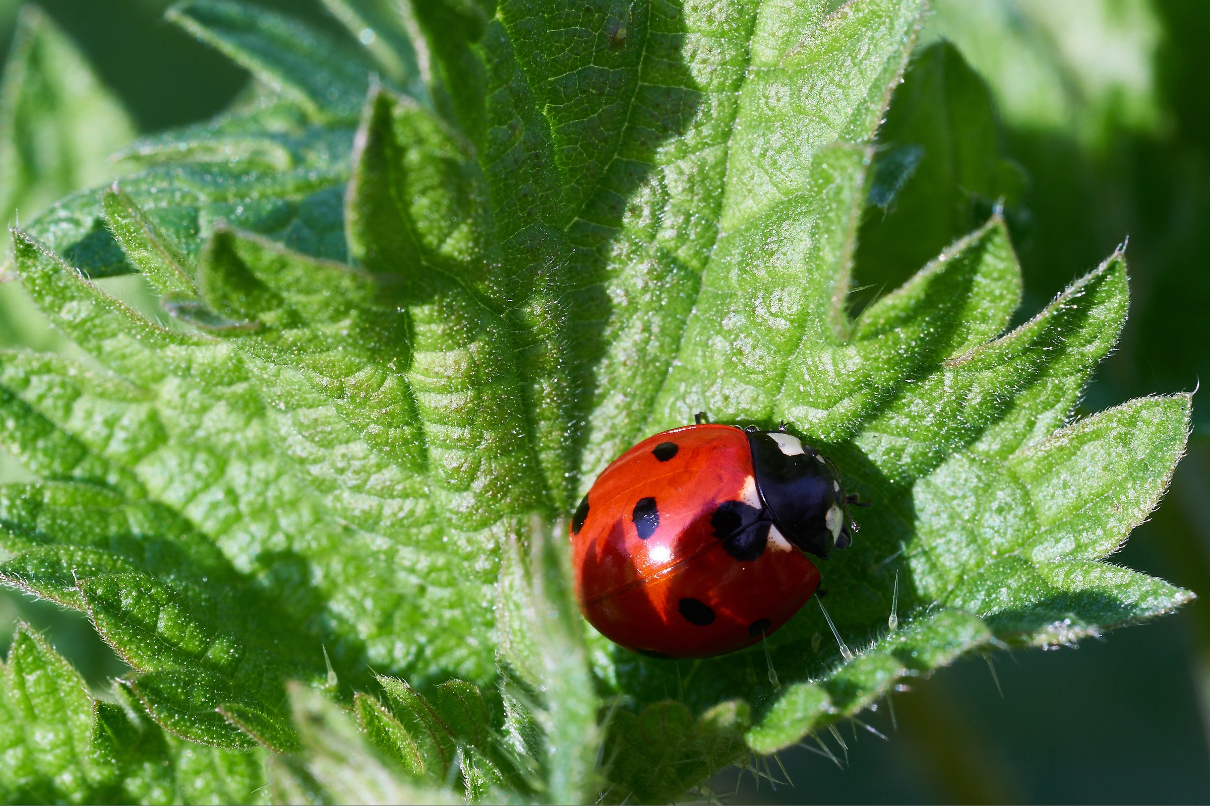 Ladybug on nettle...