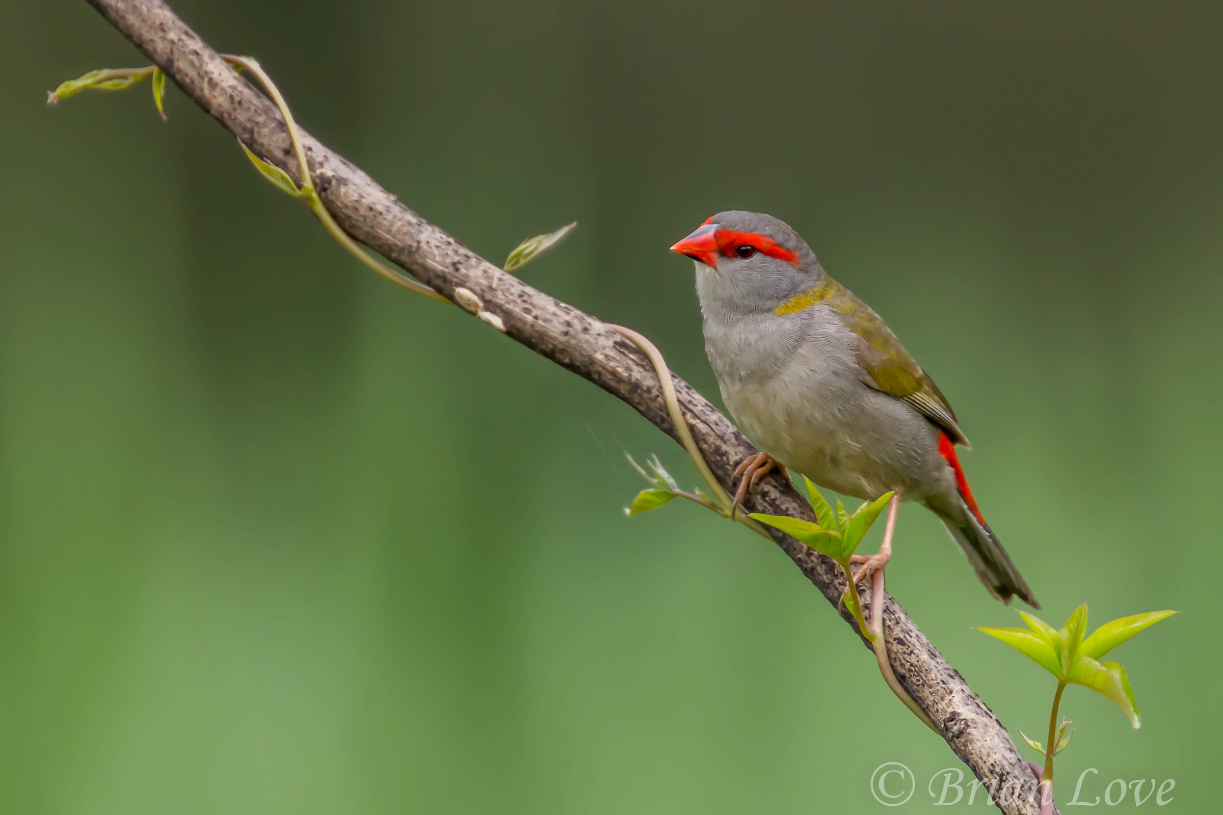 Red-Browed Finch...