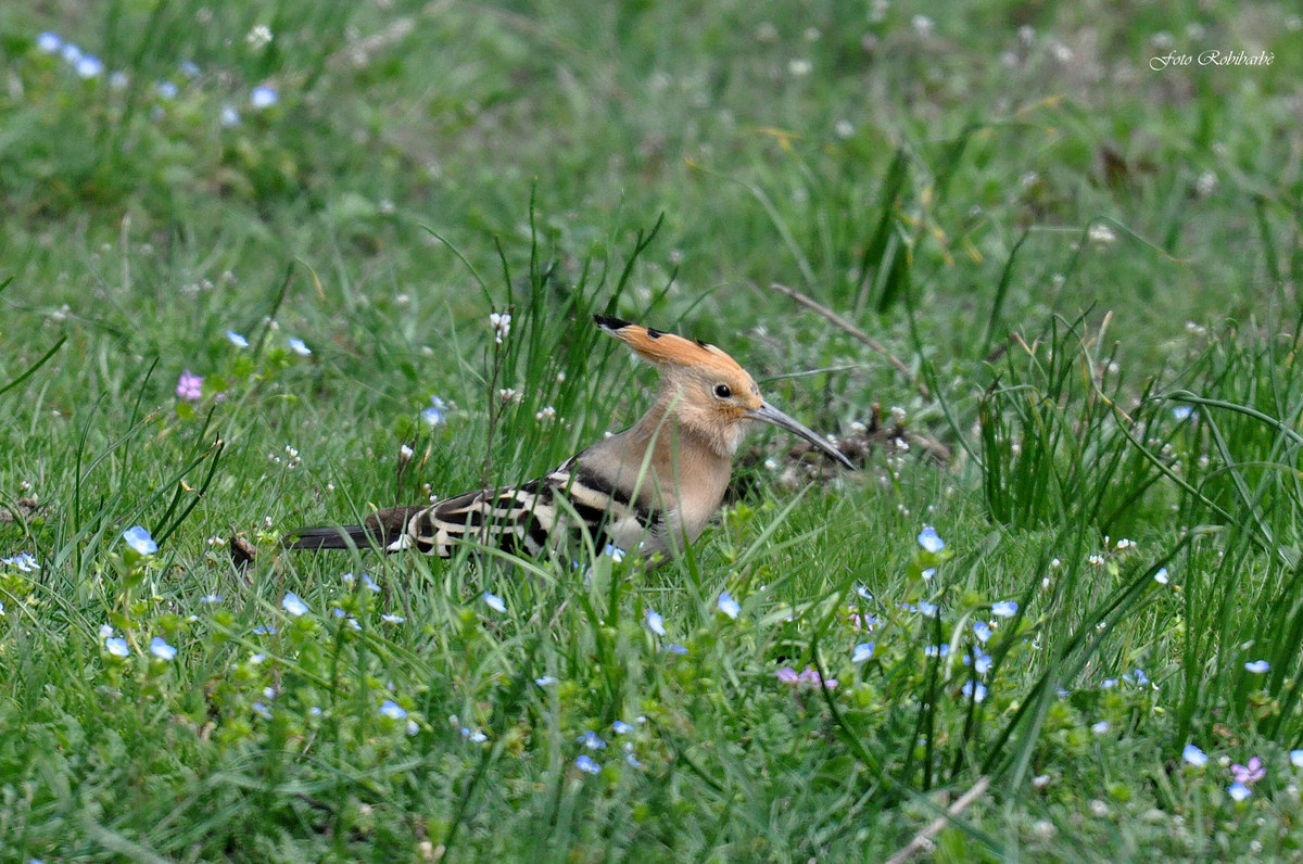 Hoopoe ... do not forget you ......