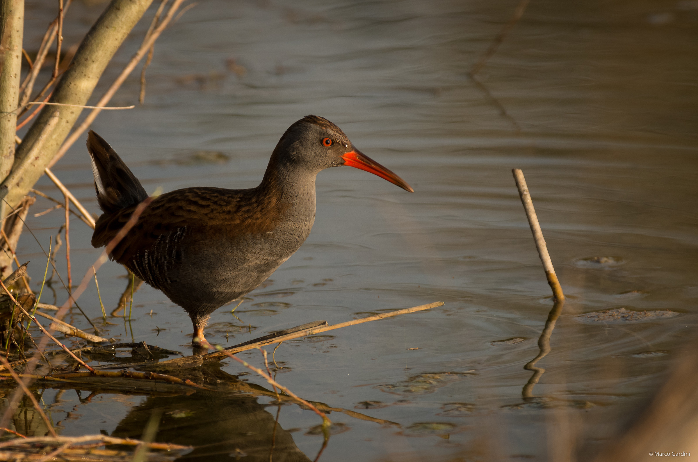 Water Rail...