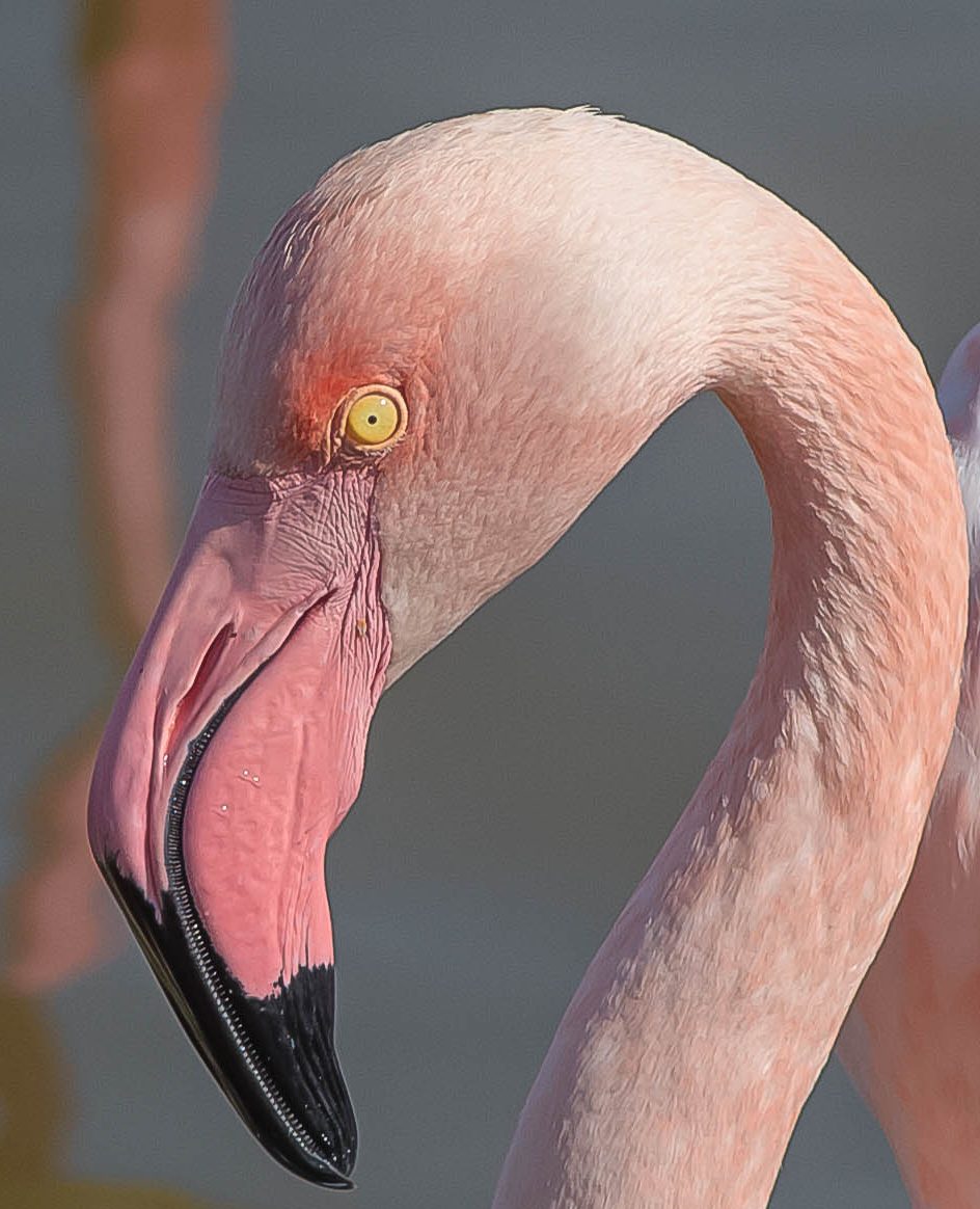 flamingo particular...