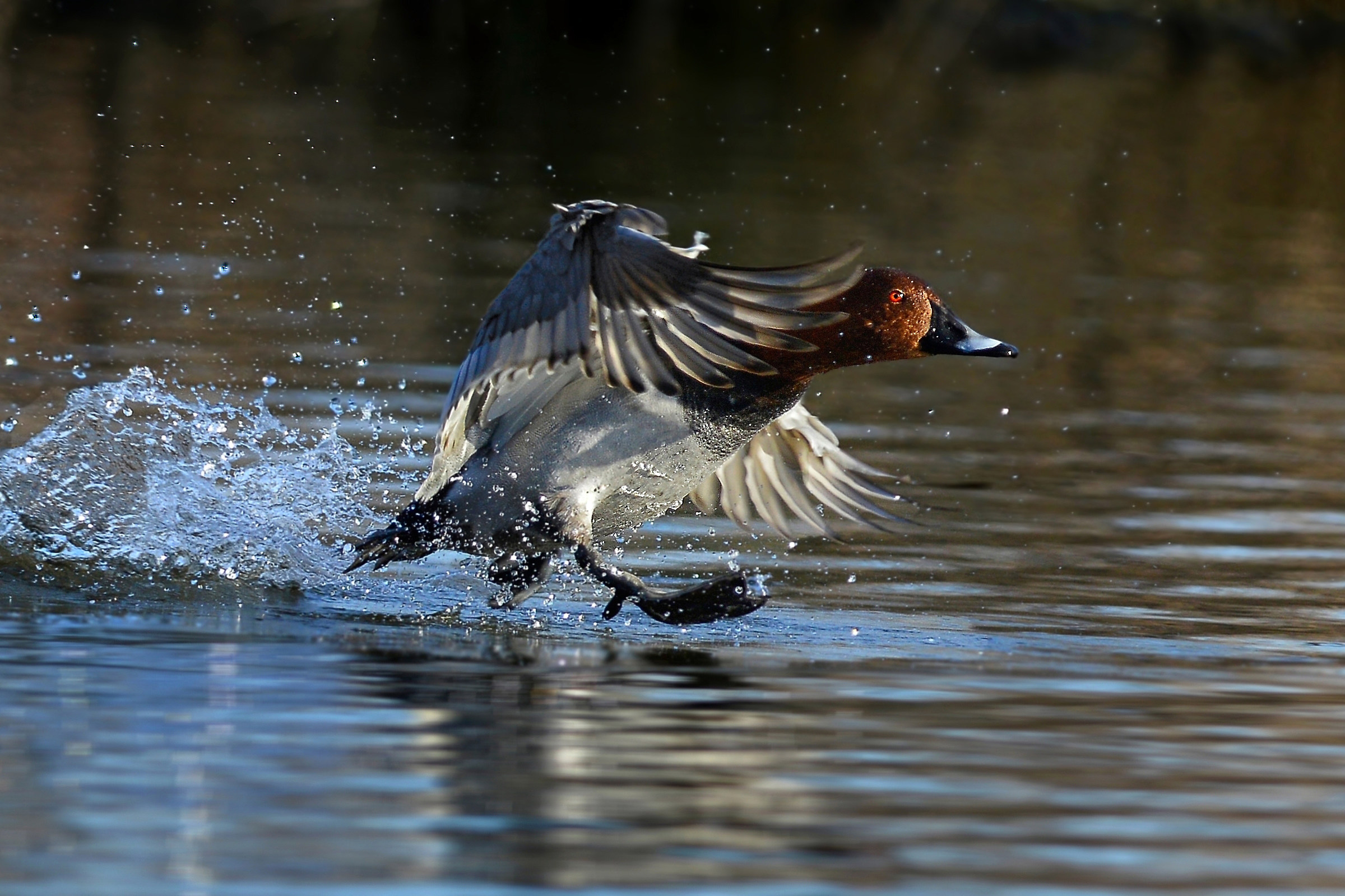 pochard...