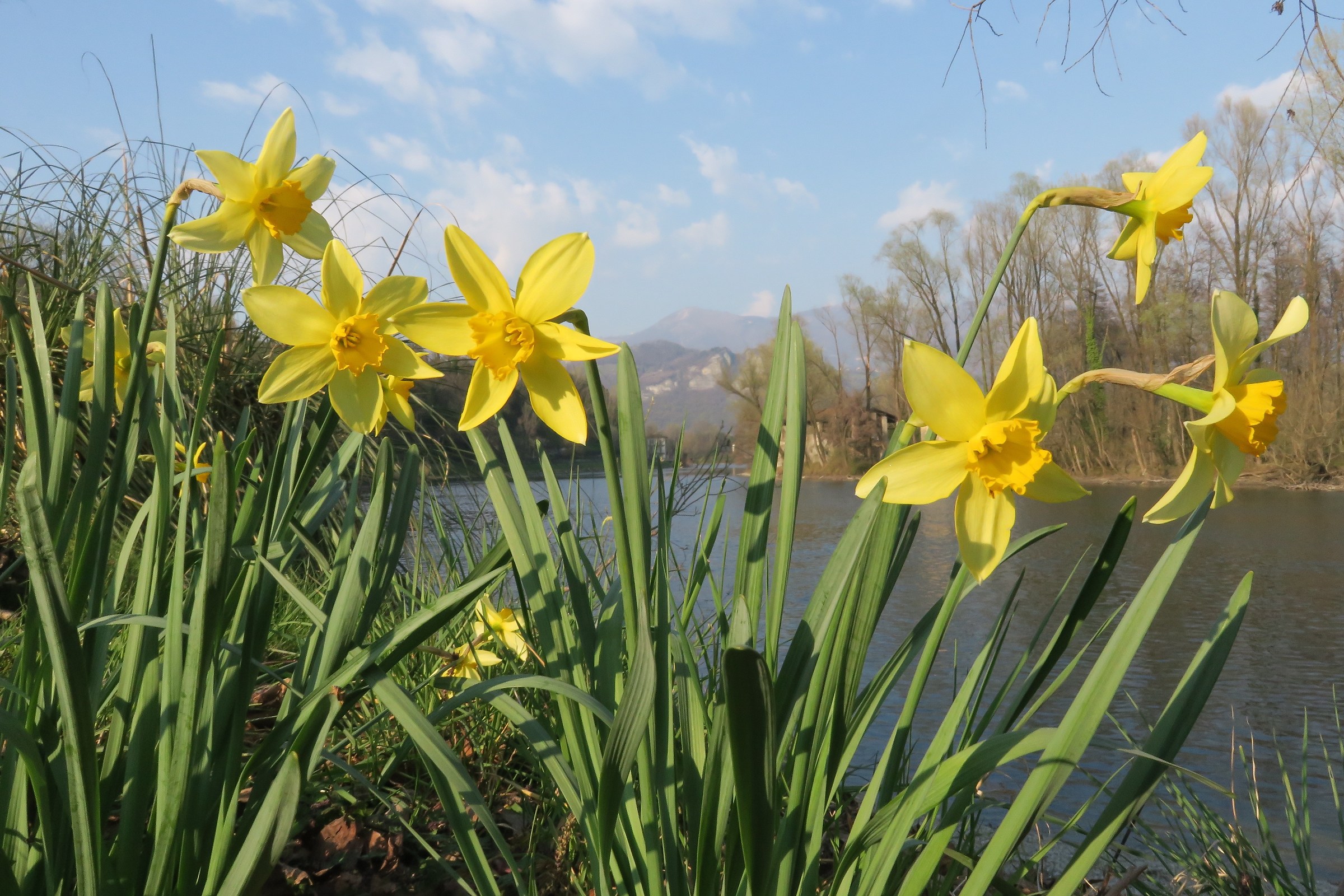 yellow daffodils along the Adda 2...