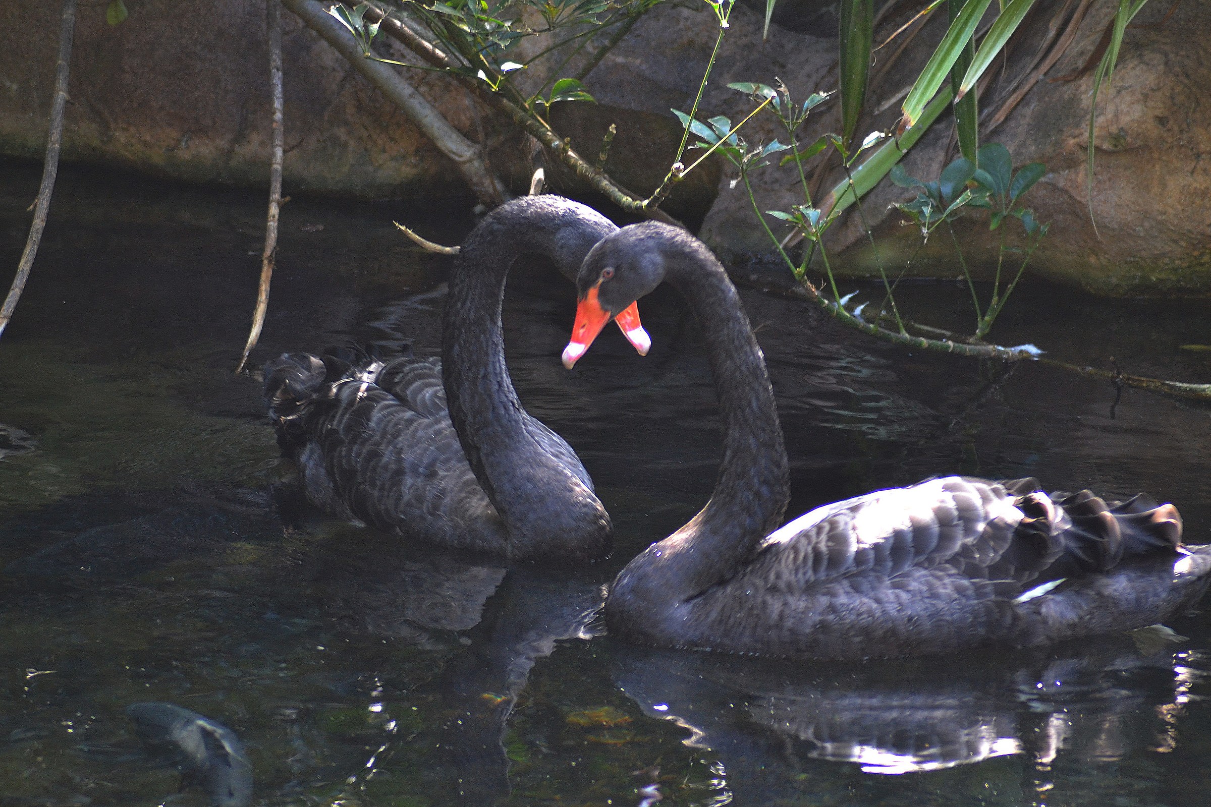 blacks swans heart...