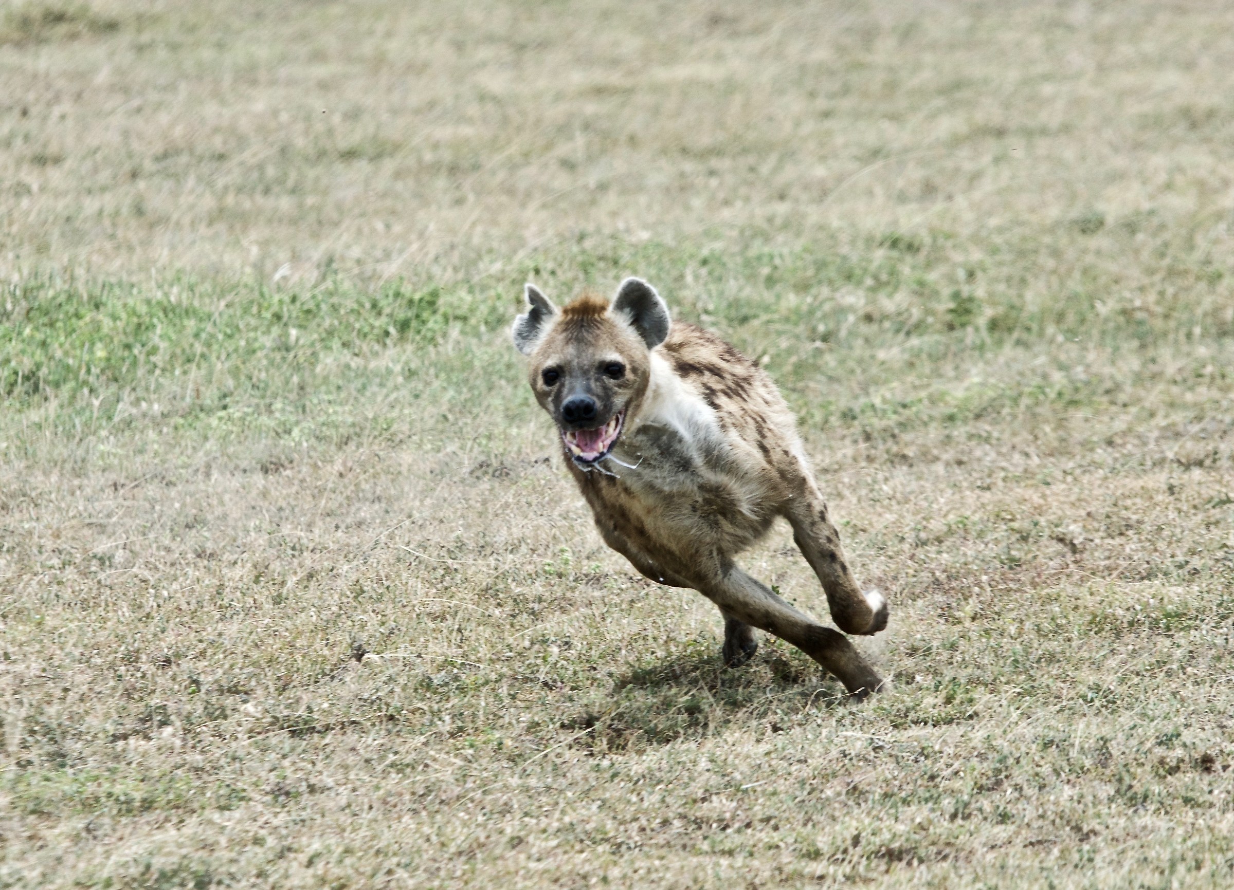 hyena small hunting gazelle...