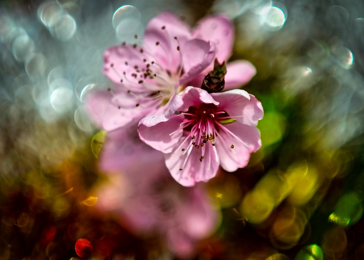 flowers pink peach blossoms .....