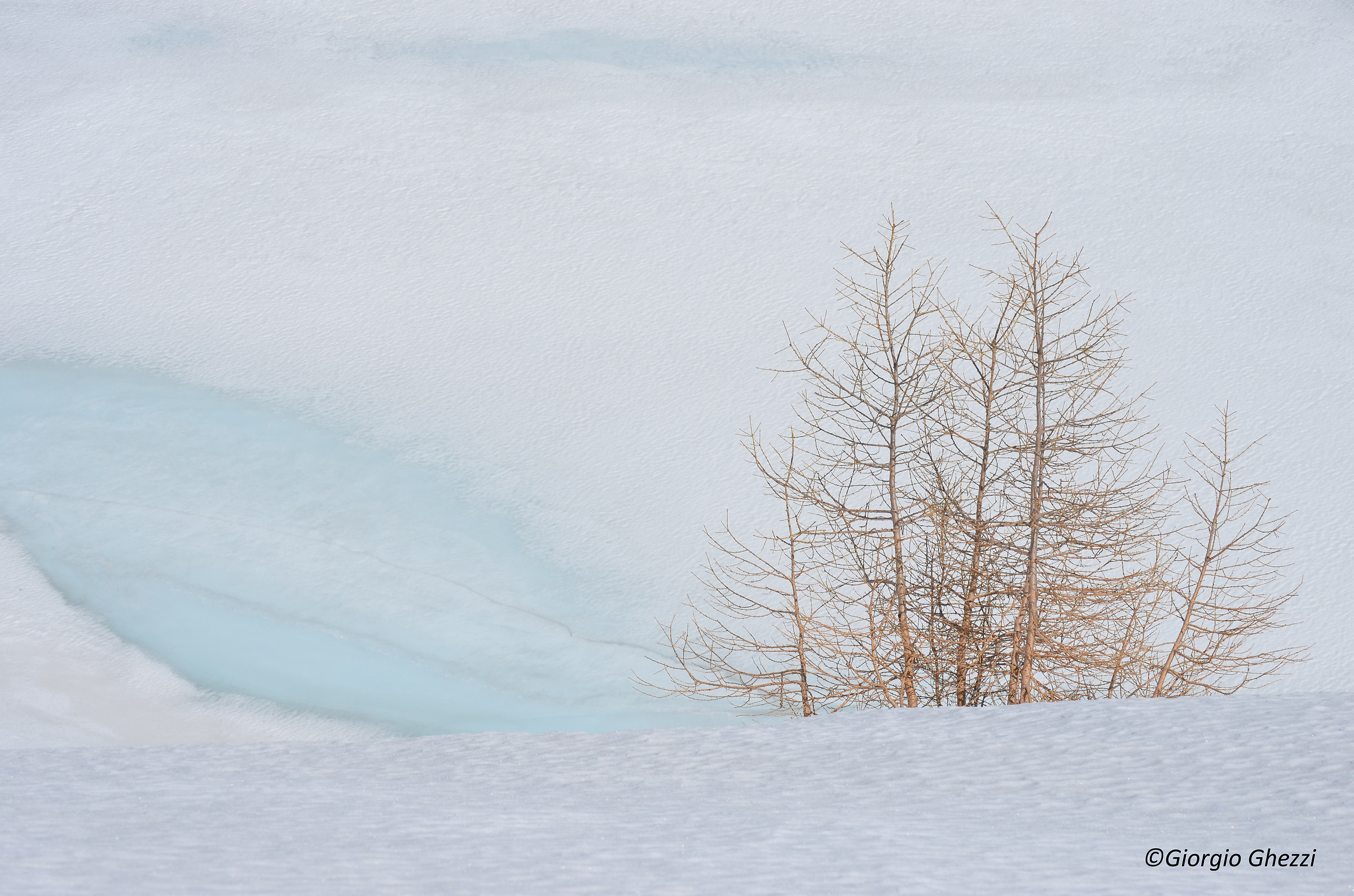 lone tree...