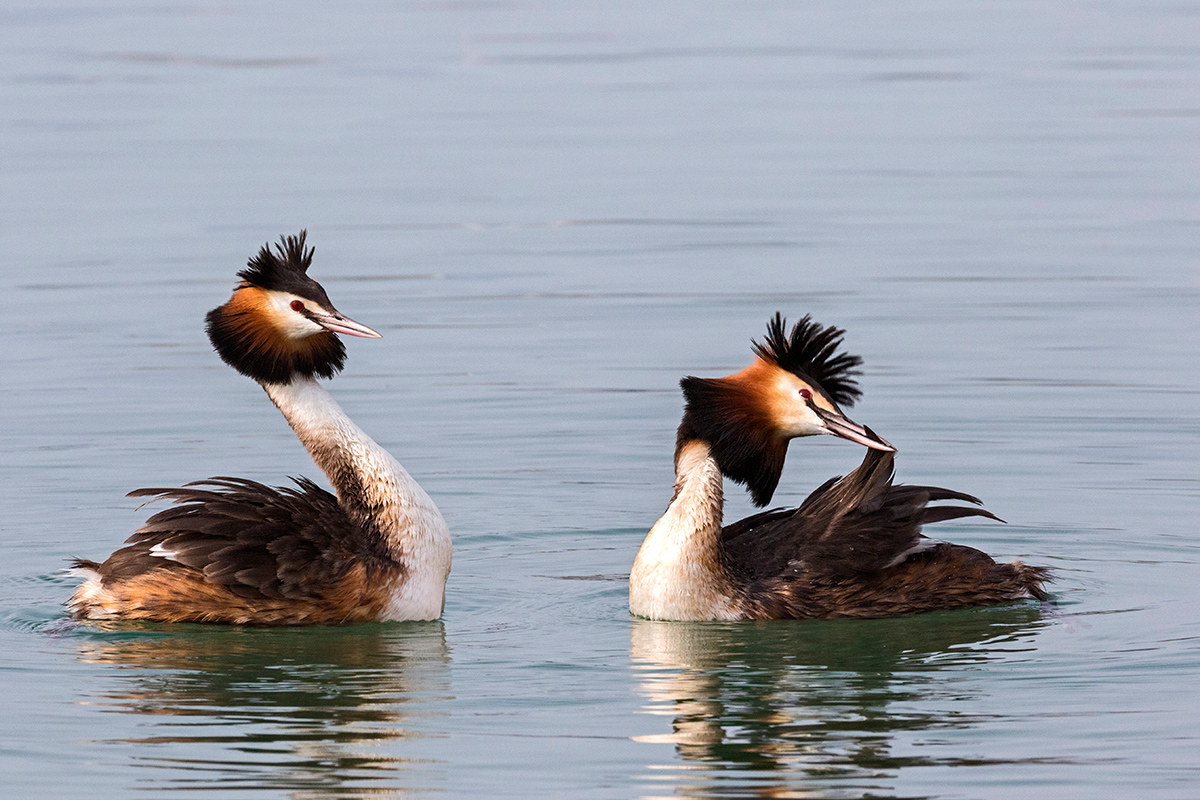 Grebes 2016 (courtship)...