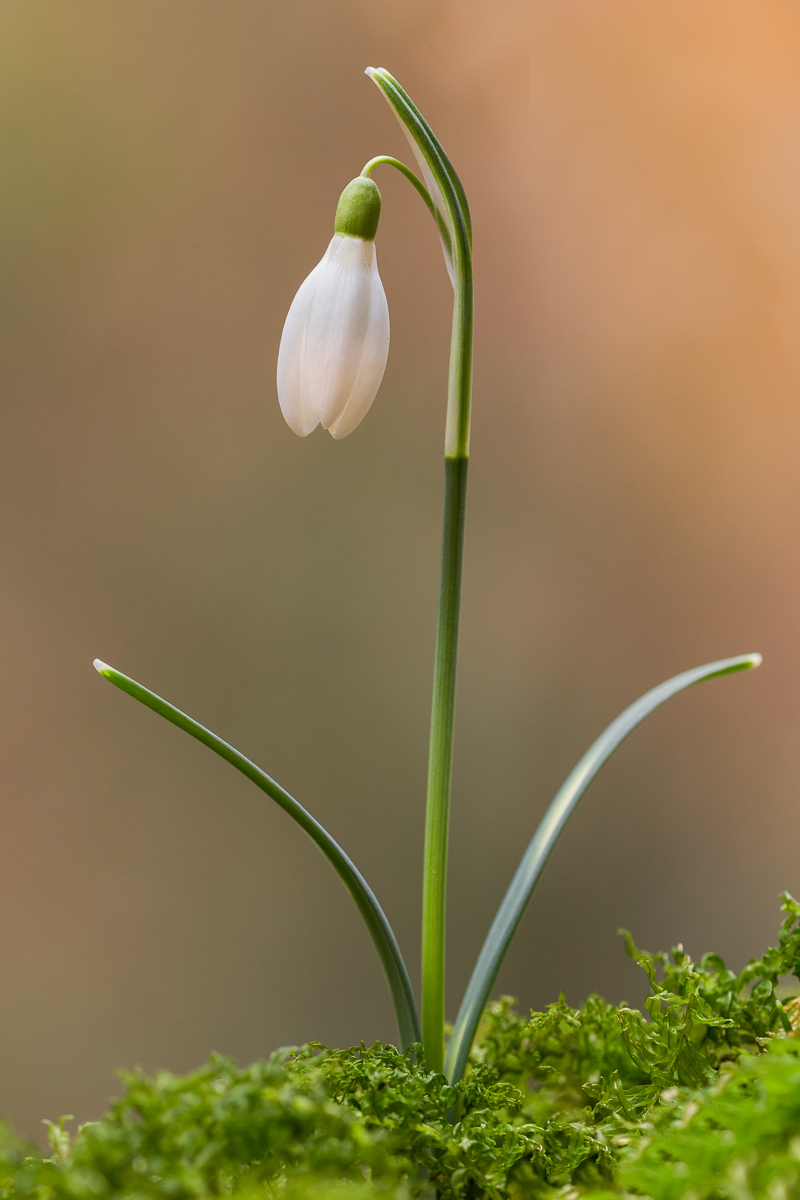 Snowdrop (Galanthus nivalis)...