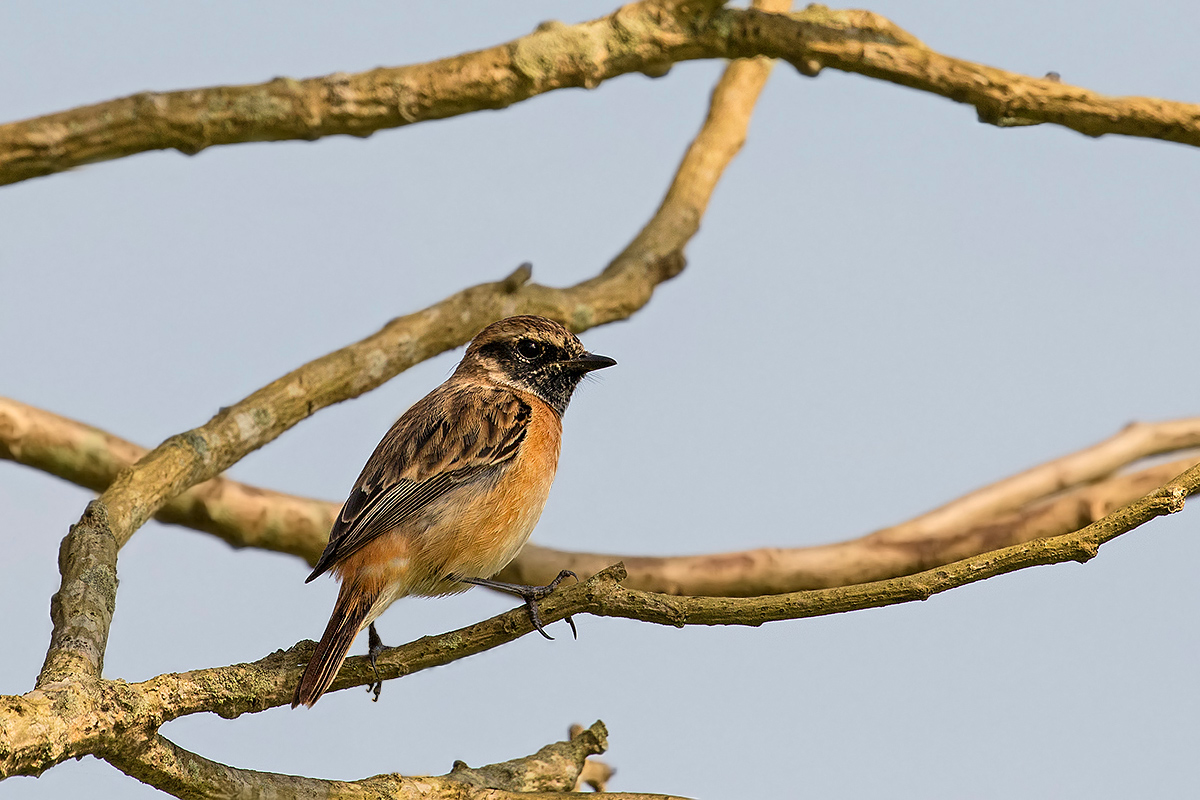 Stonechat young male...