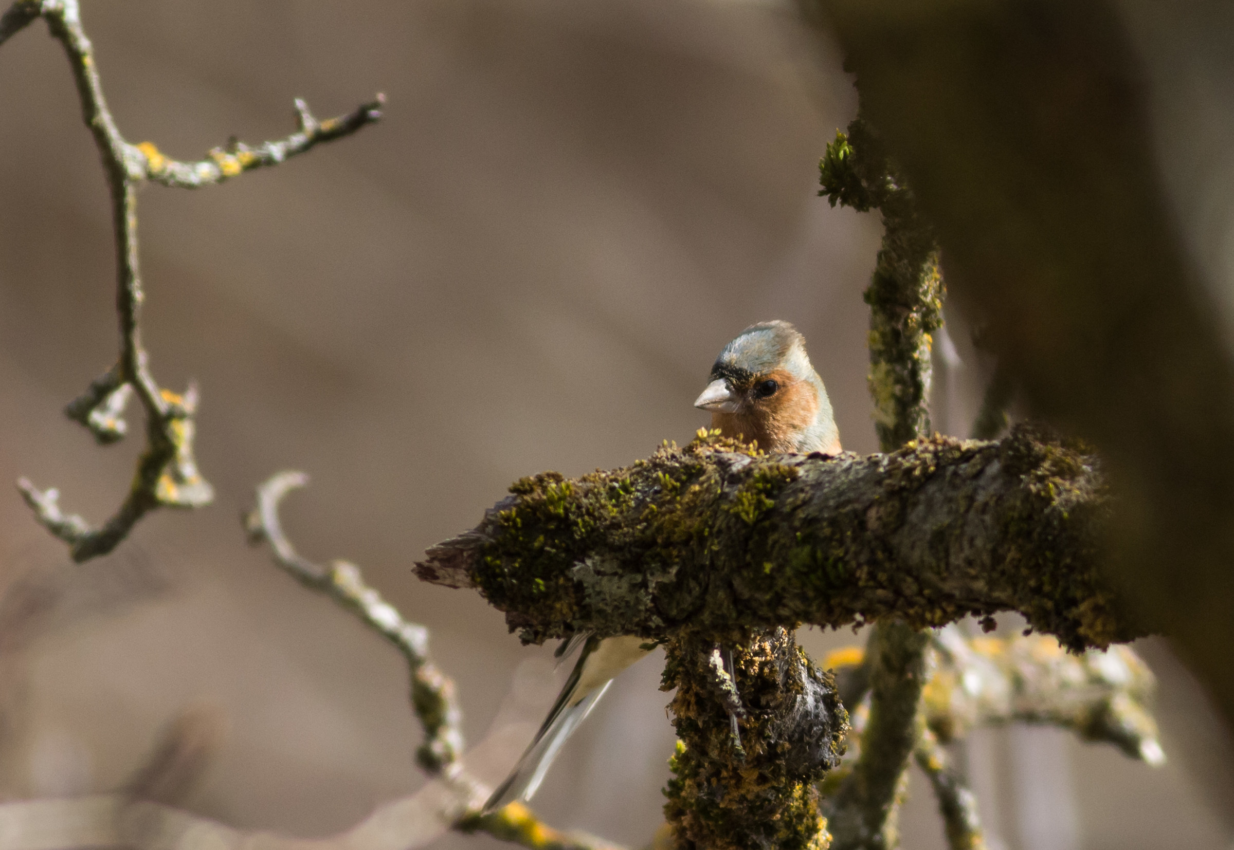 common Chaffinch...