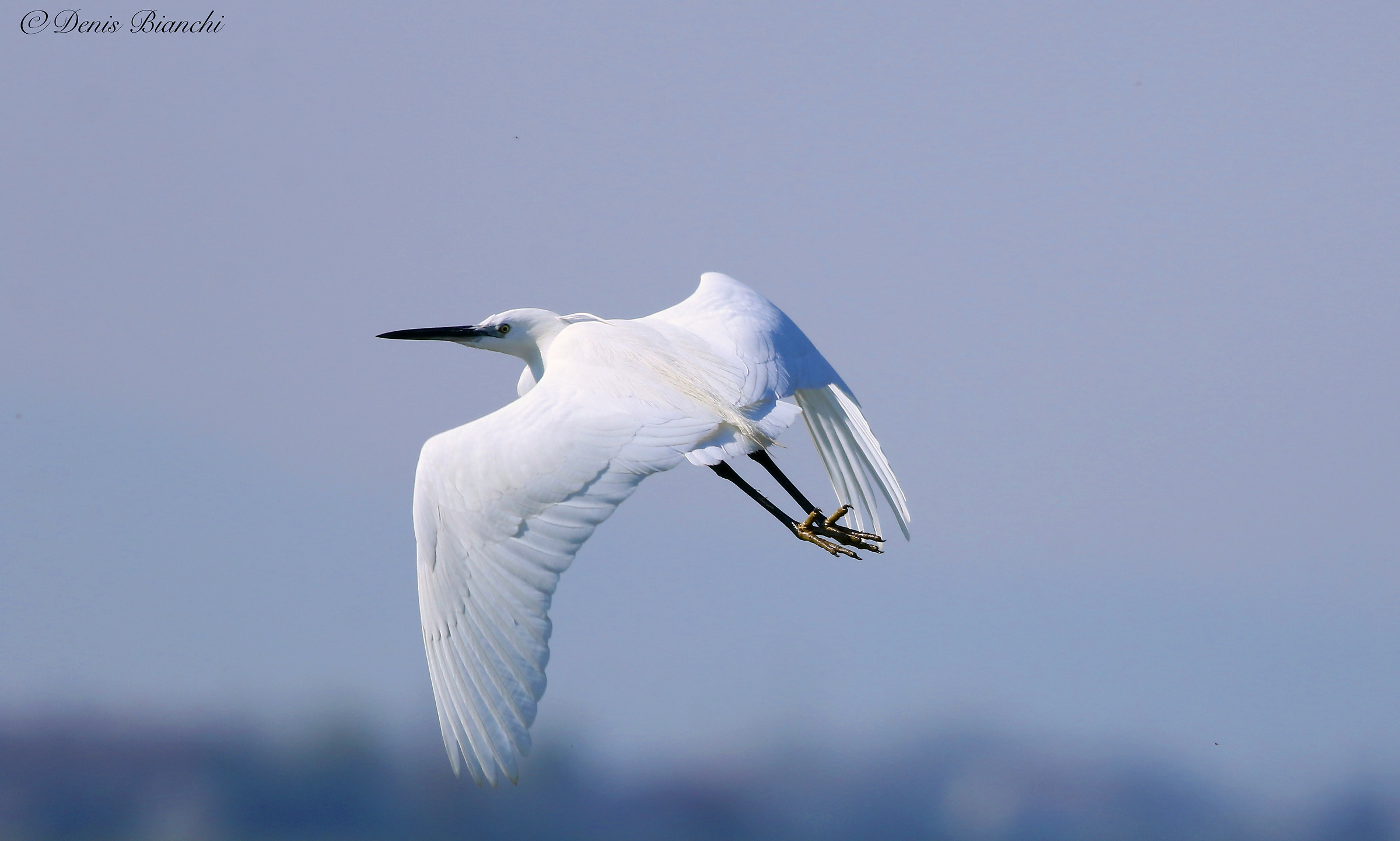 egret...