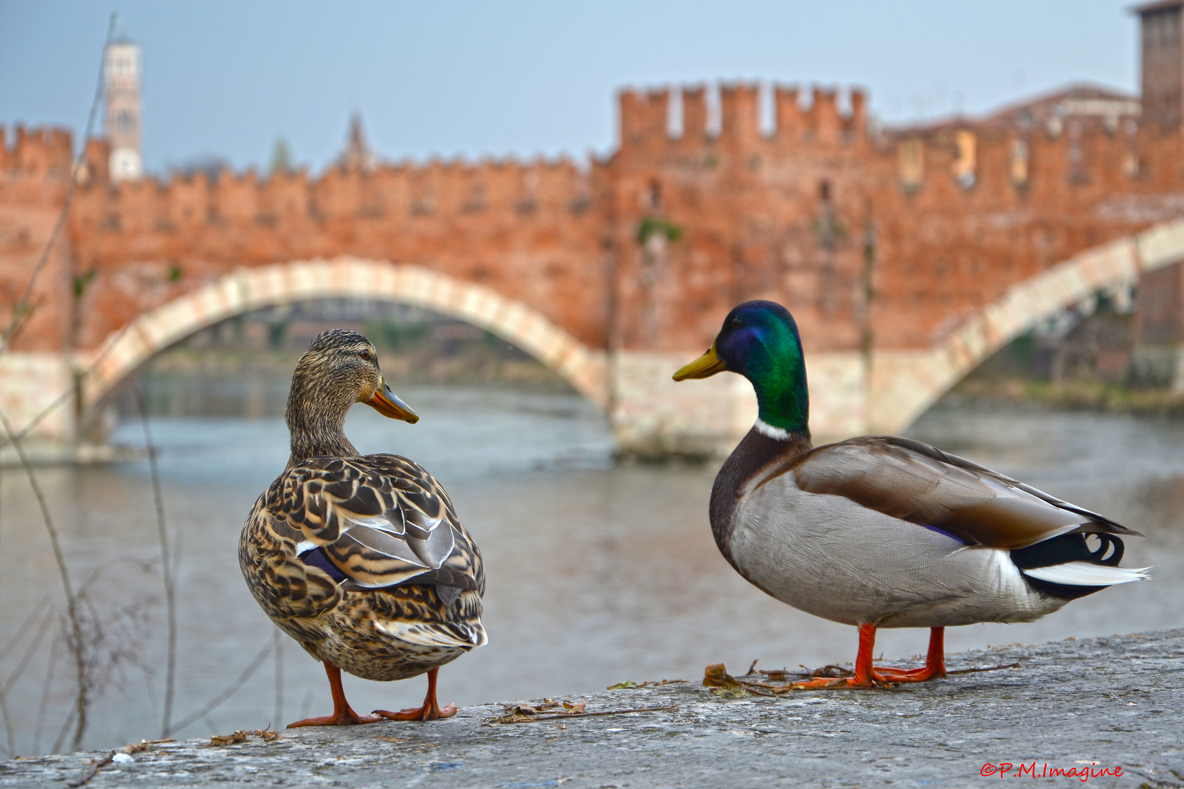 Ducks in Castelvecchio (Verona)...