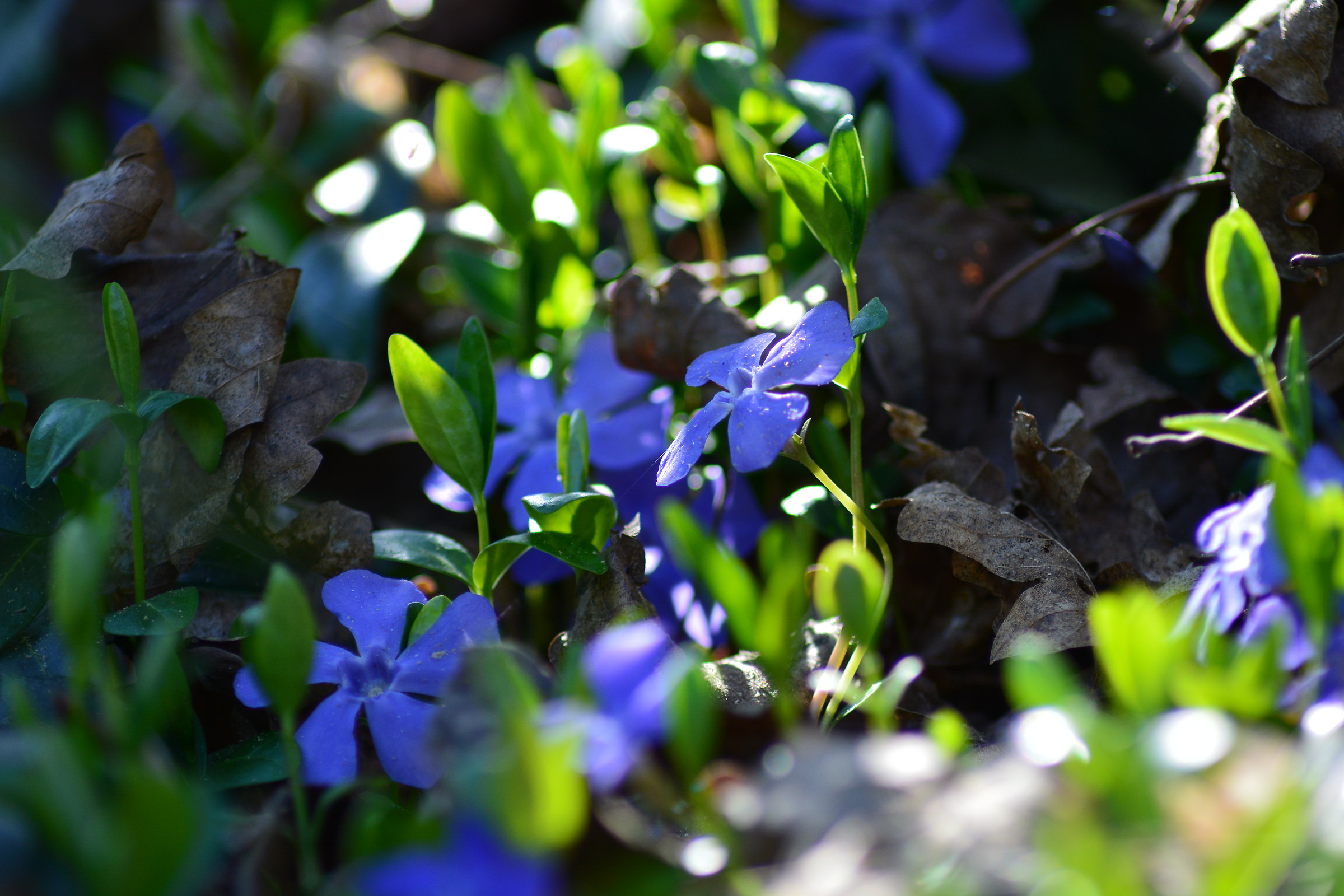 blue flowers...
