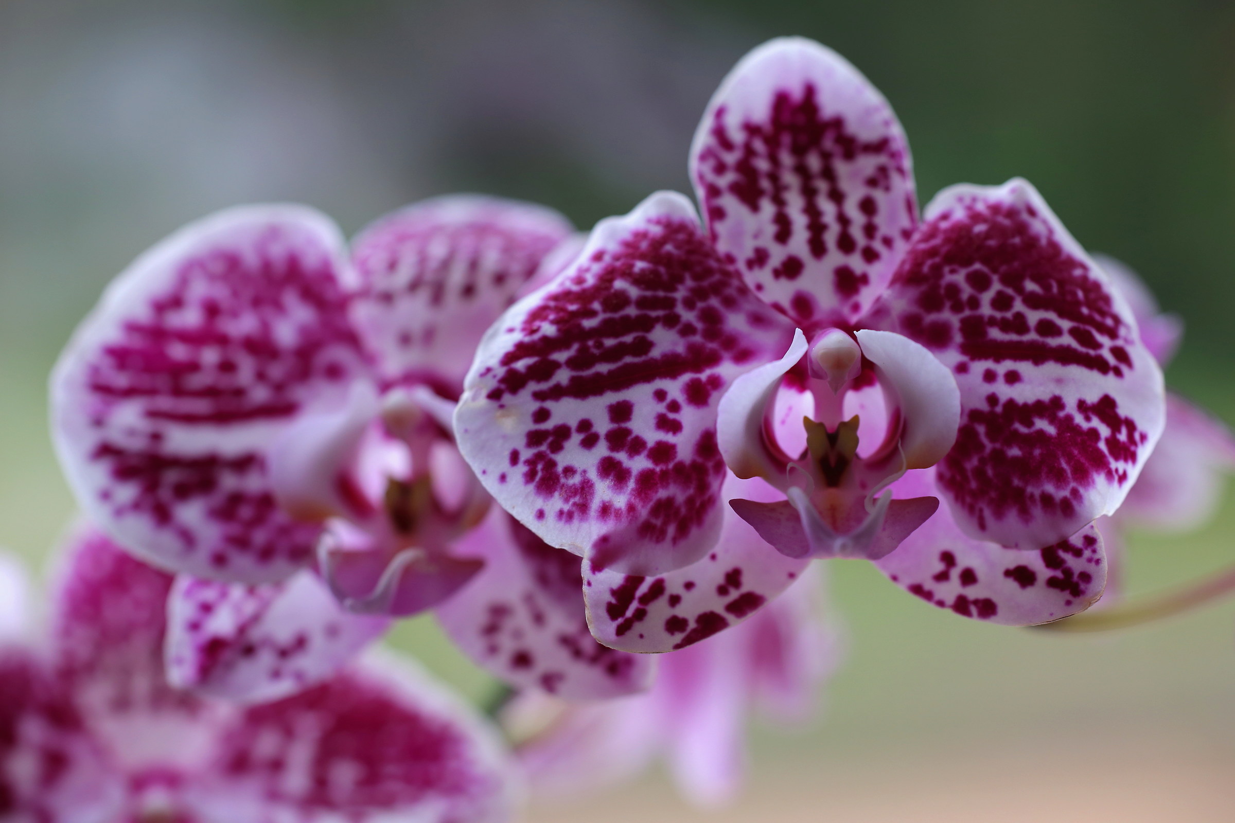 orchids...
