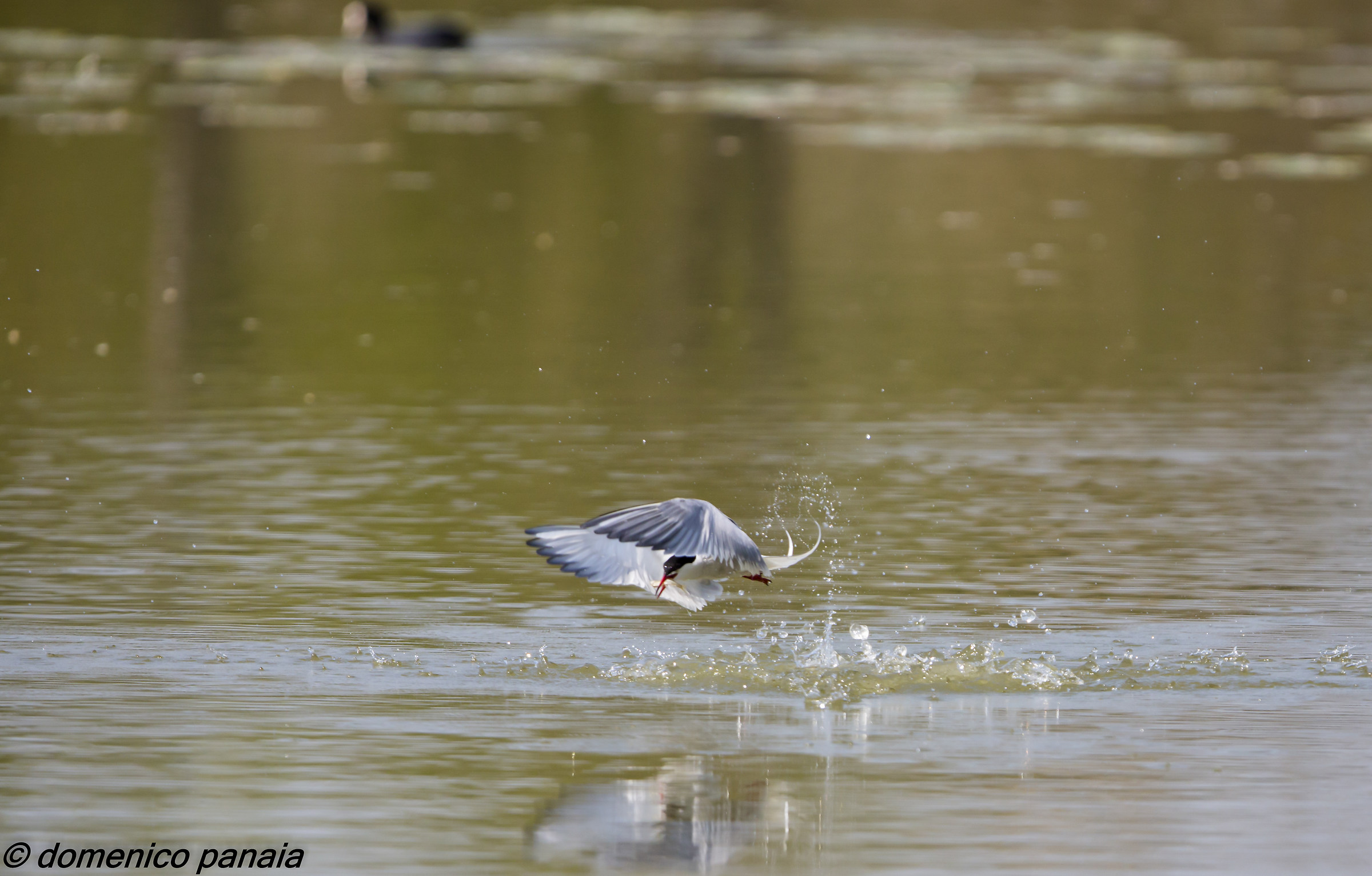 tern in flight...
