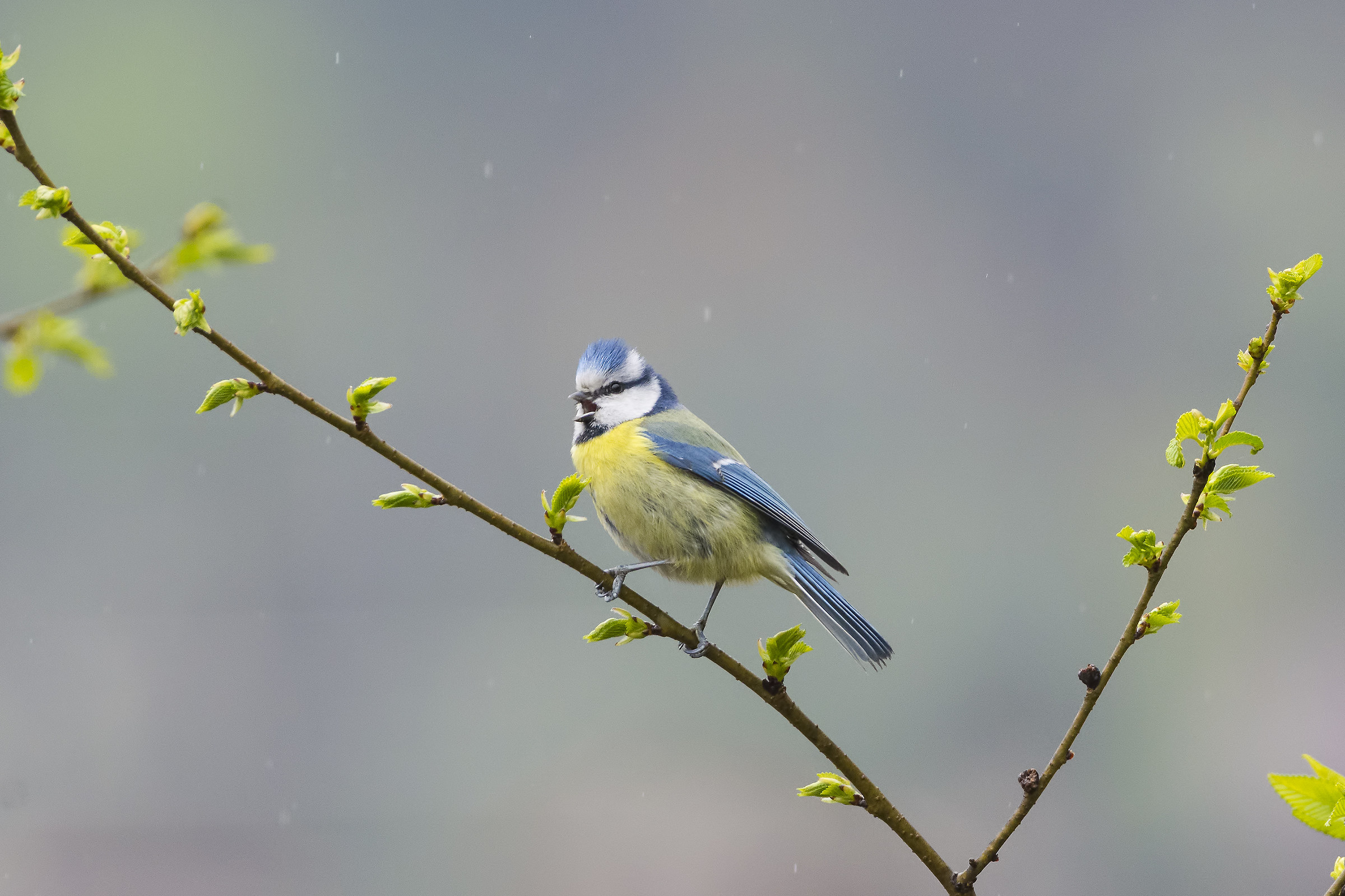 The blue tit and the drizzle...