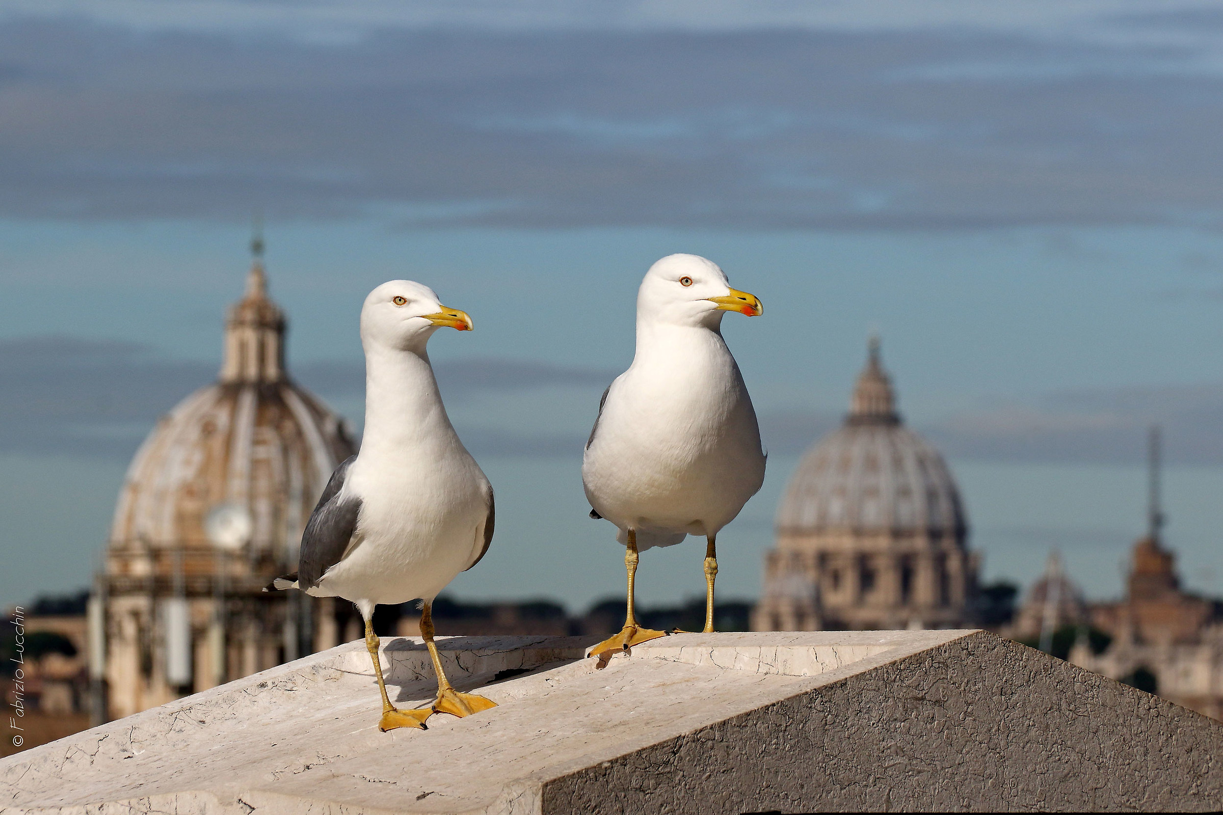 Seagulls between the domes...