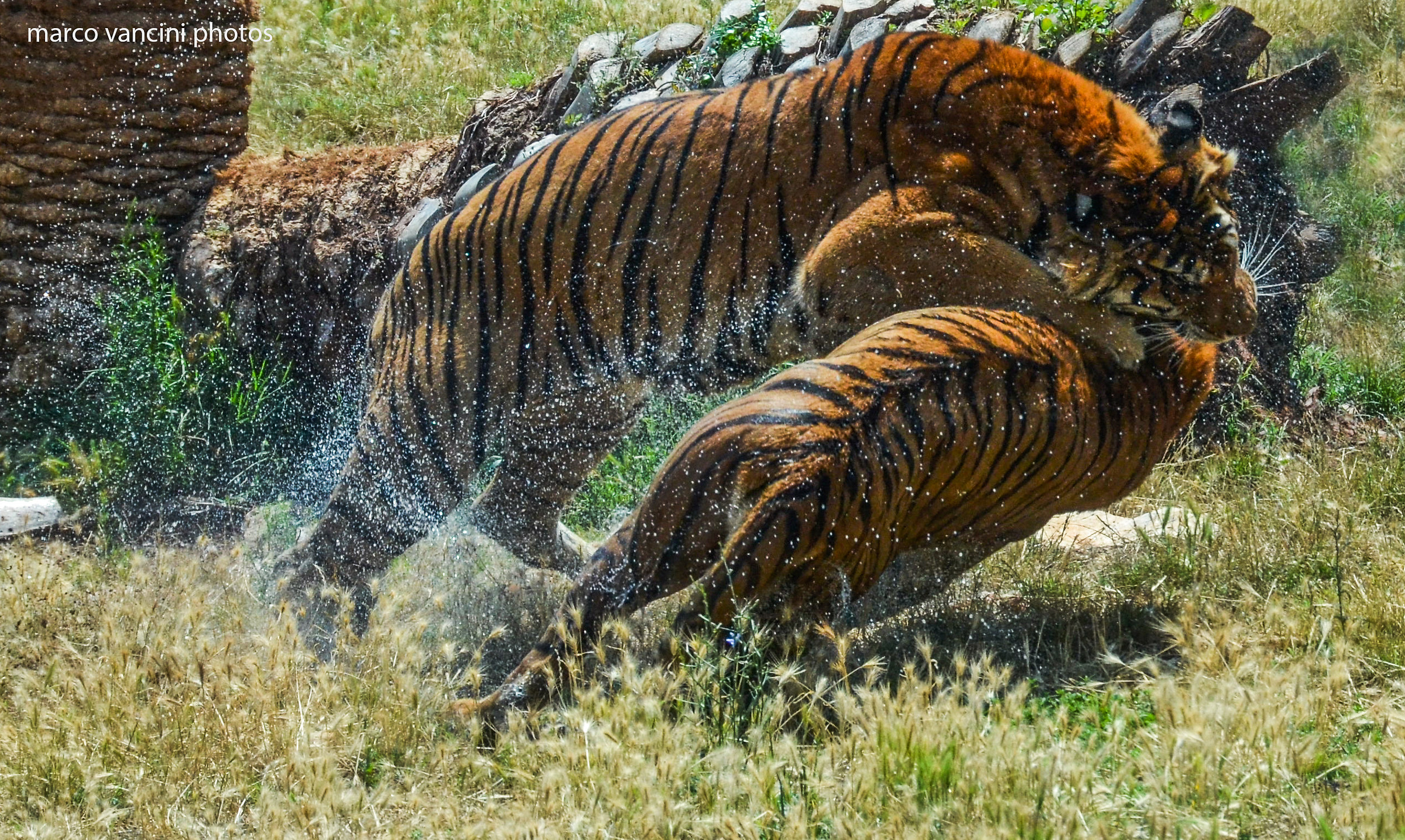 Tigers in fight...