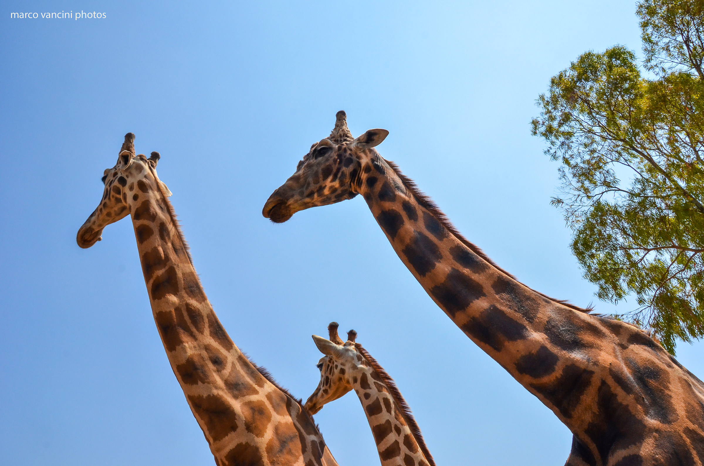 famiglia di Giraffe...