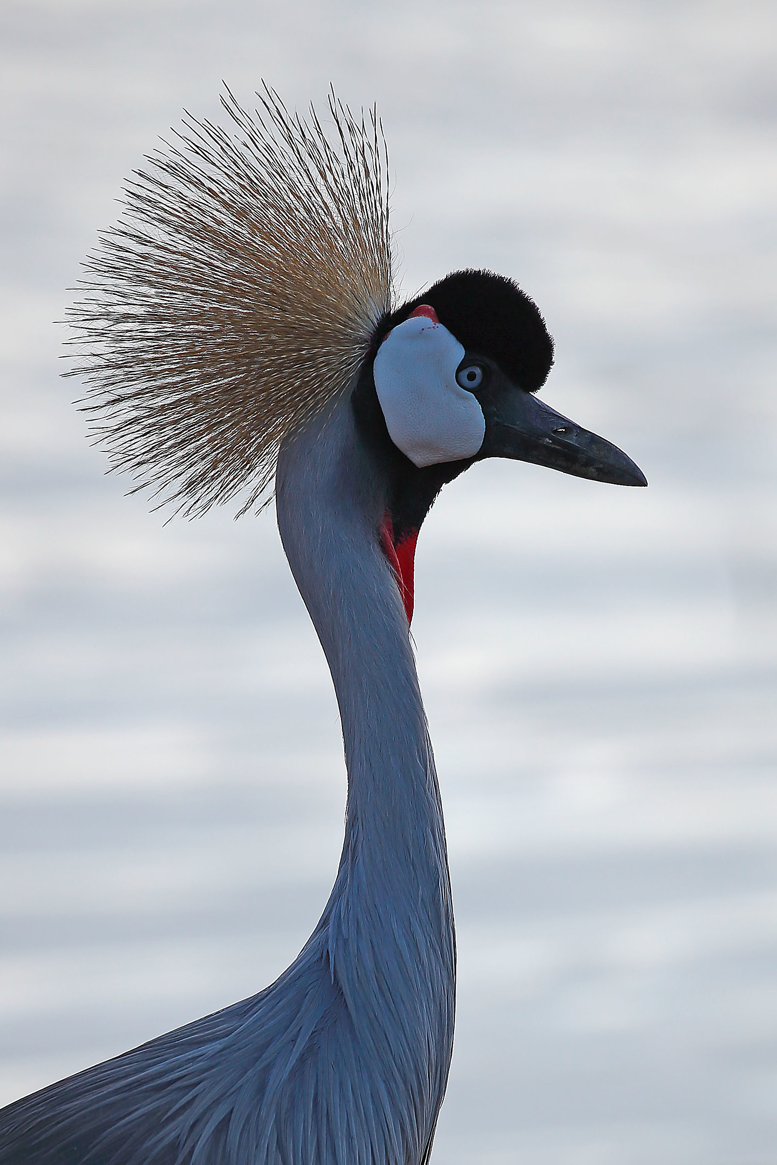 crowned crane...