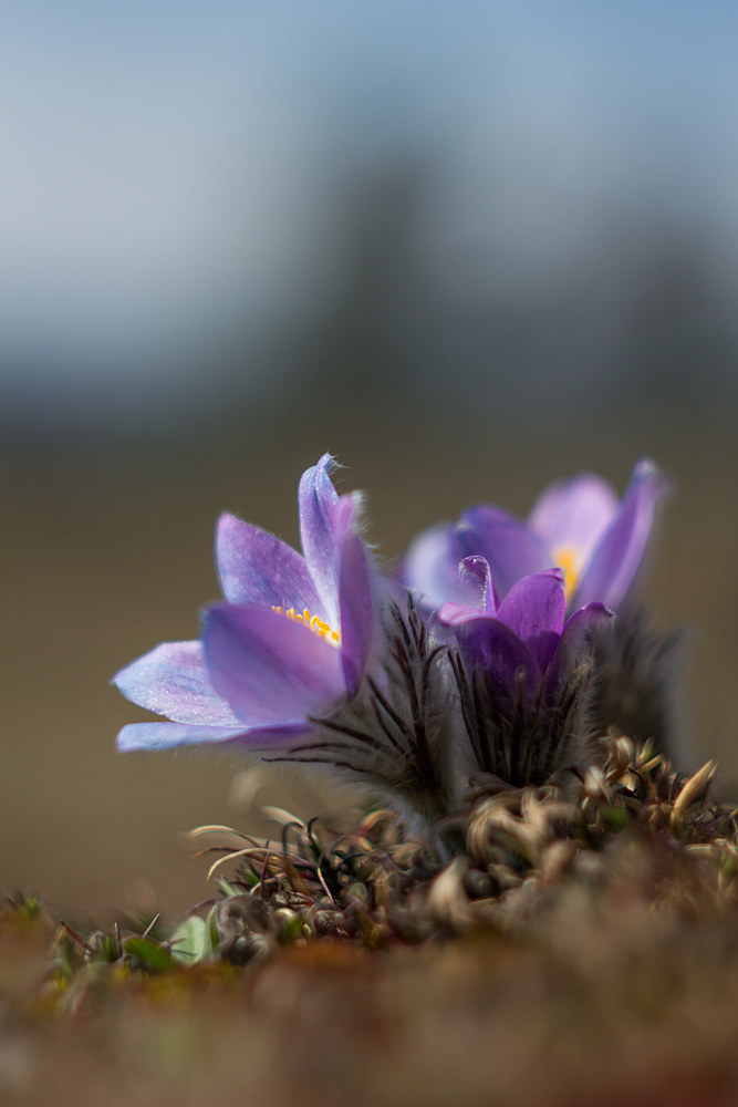 Pulsatilla grandis...