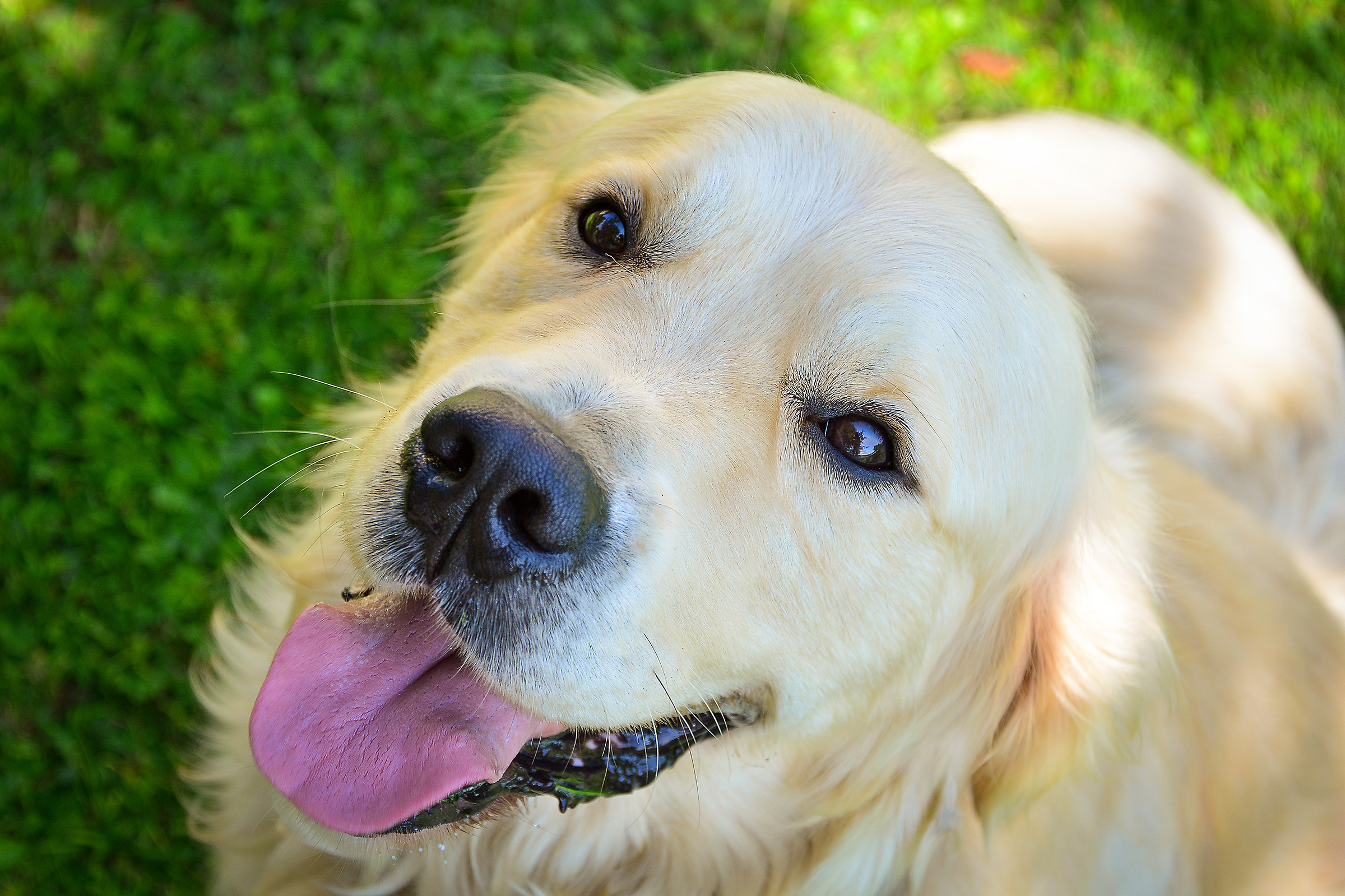Happy Dog...