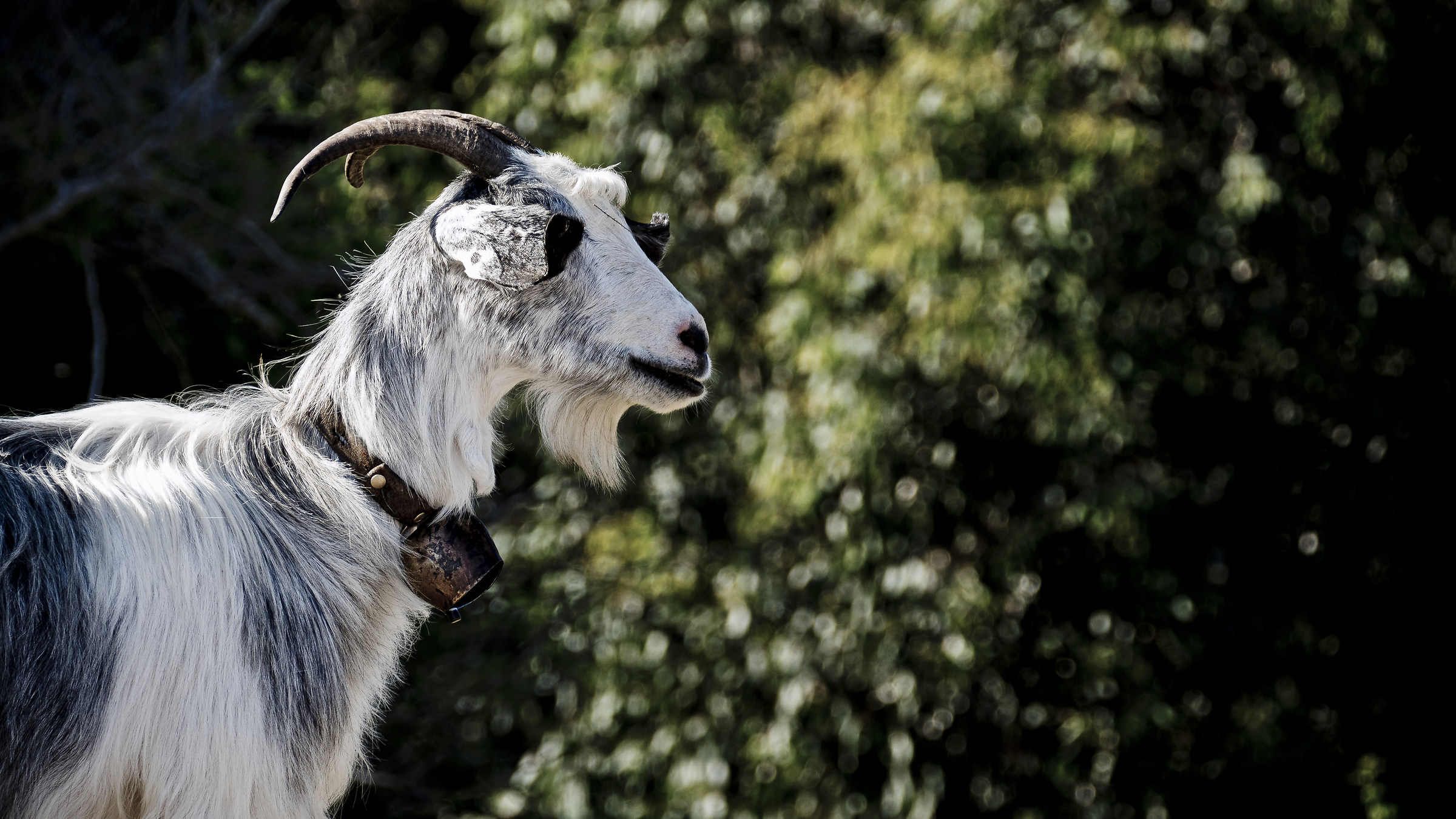 Capra...