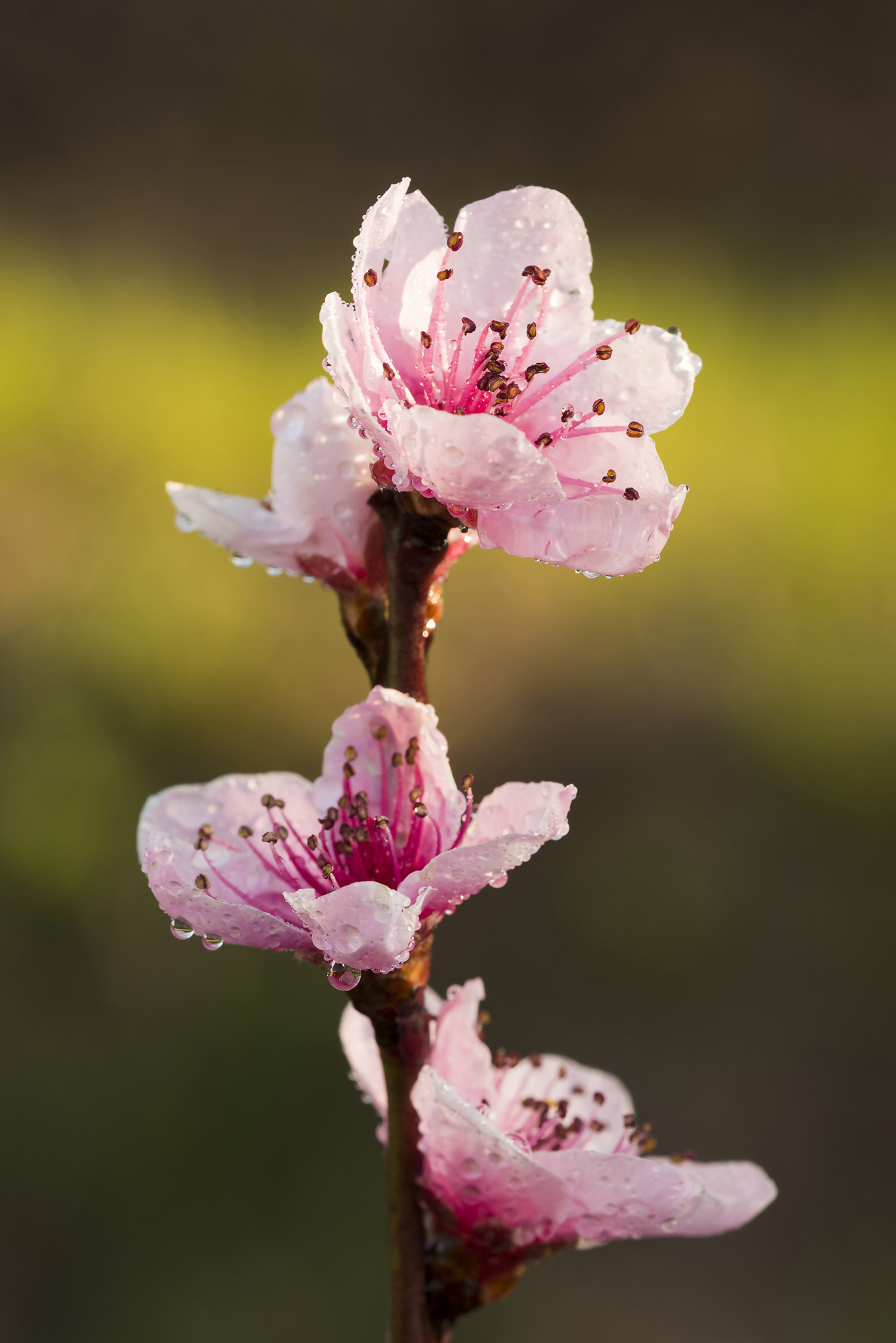 pink peach blossoms flowers .......