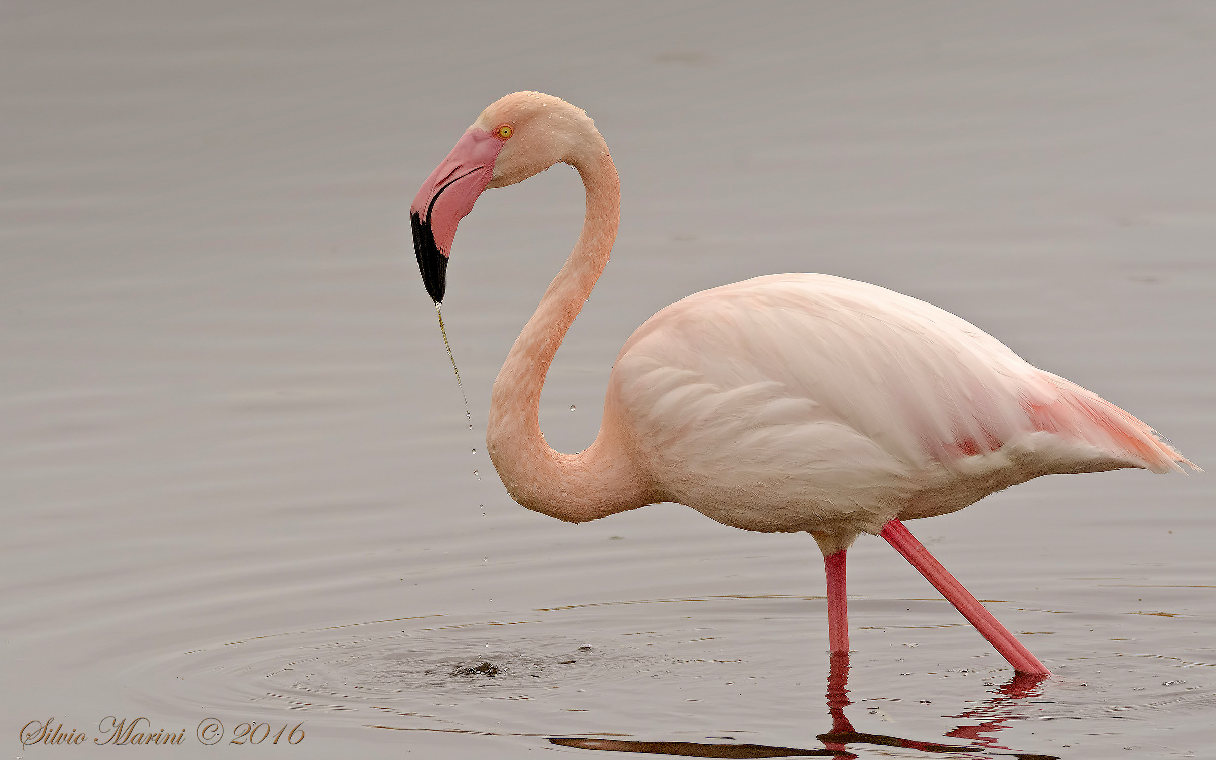 pink flamingo (Phoenicopterus roseus)...
