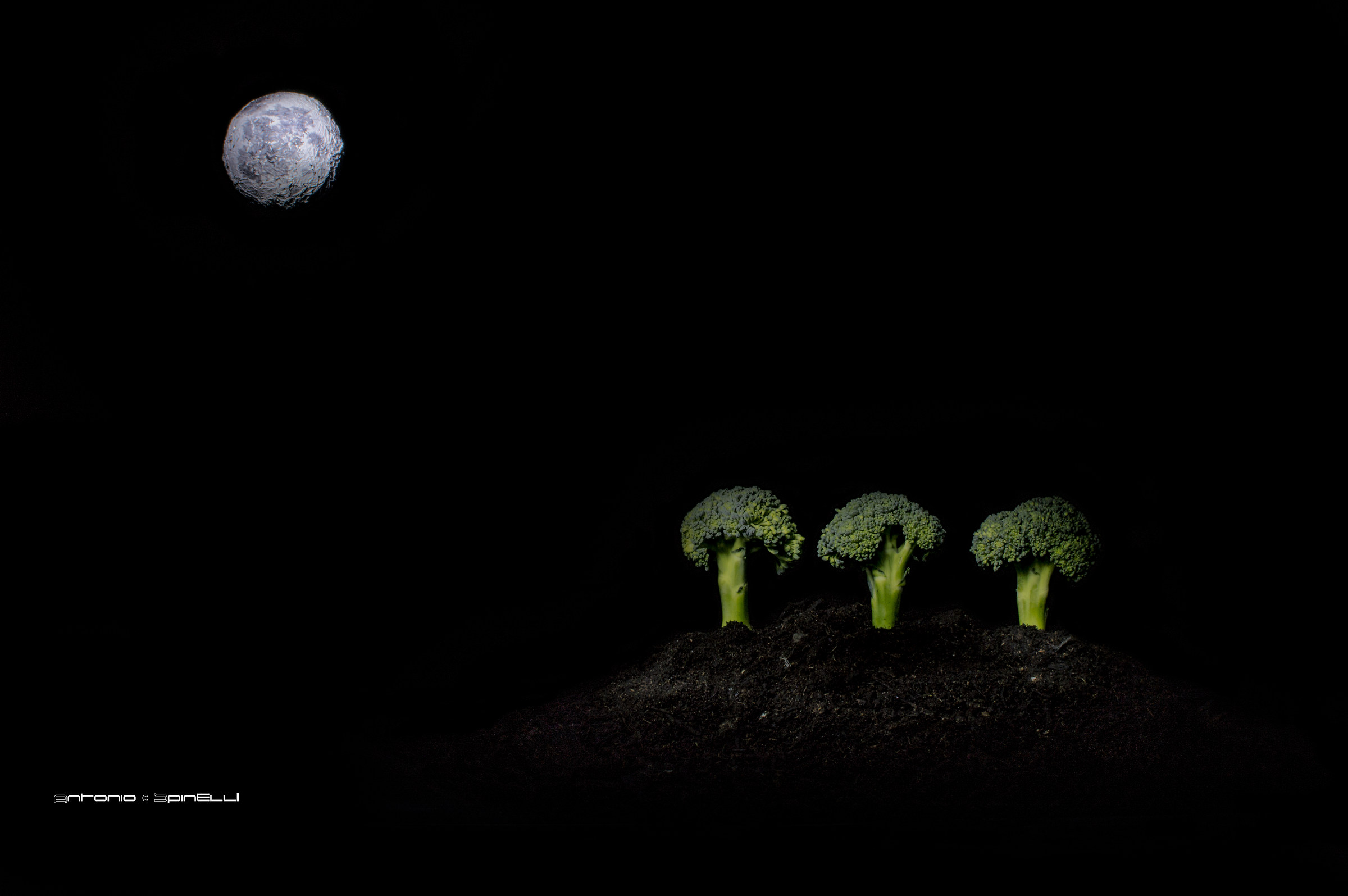 Night landscape of cabbage!...