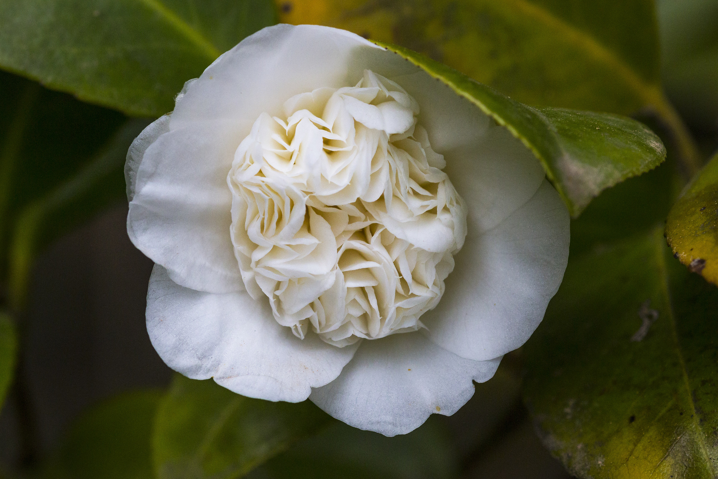 white camellia....